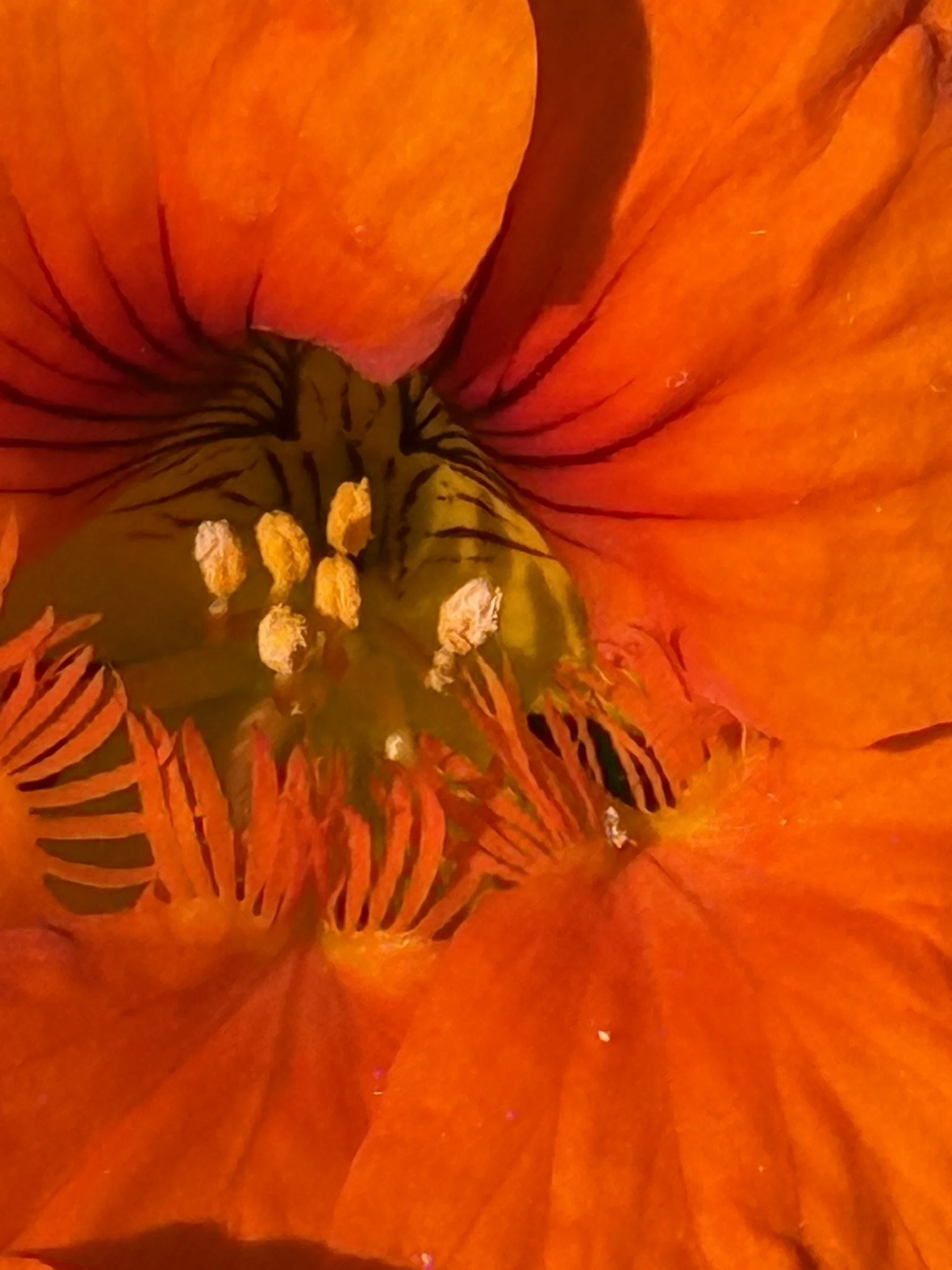 Orange nasturtium up close center.JPEG
