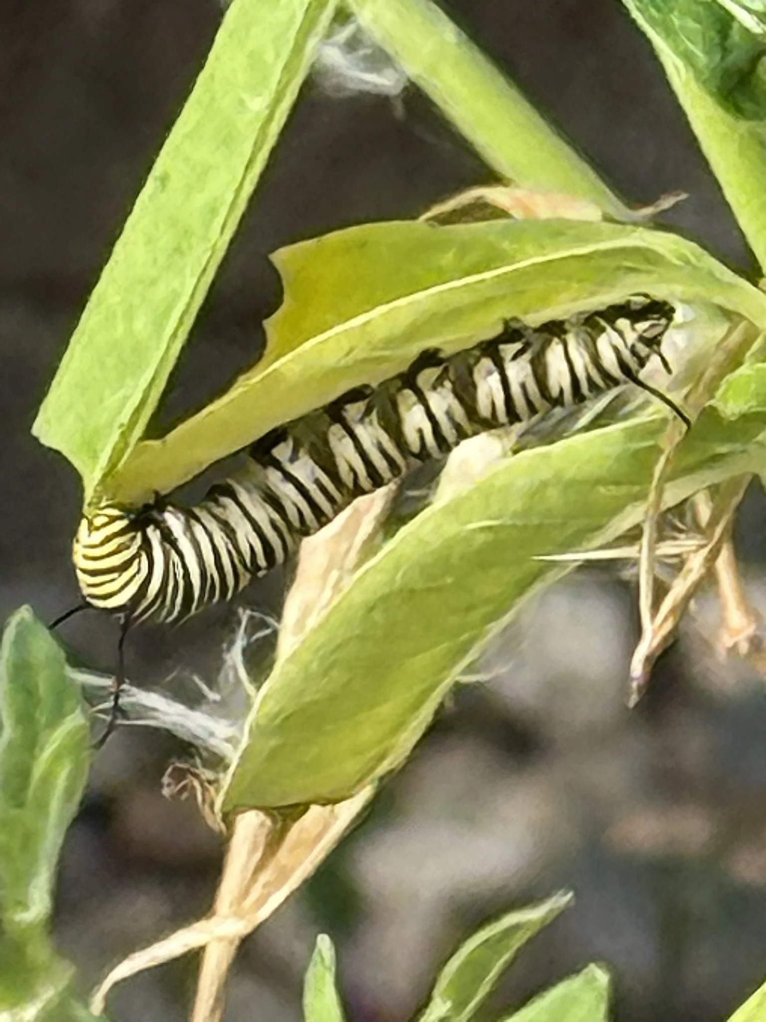 Monarch caterpillar.JPEG
