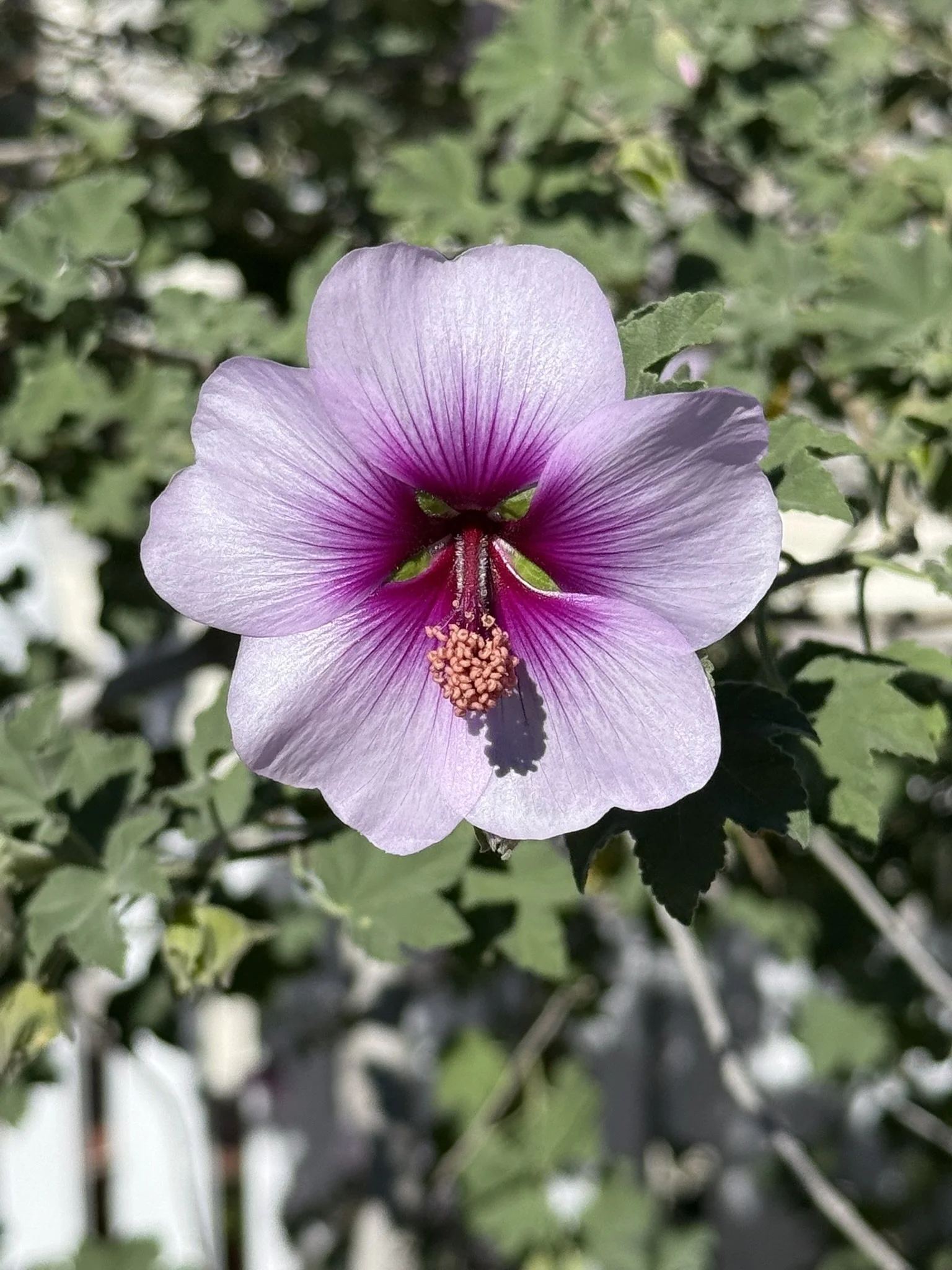 White with purple center.JPEG