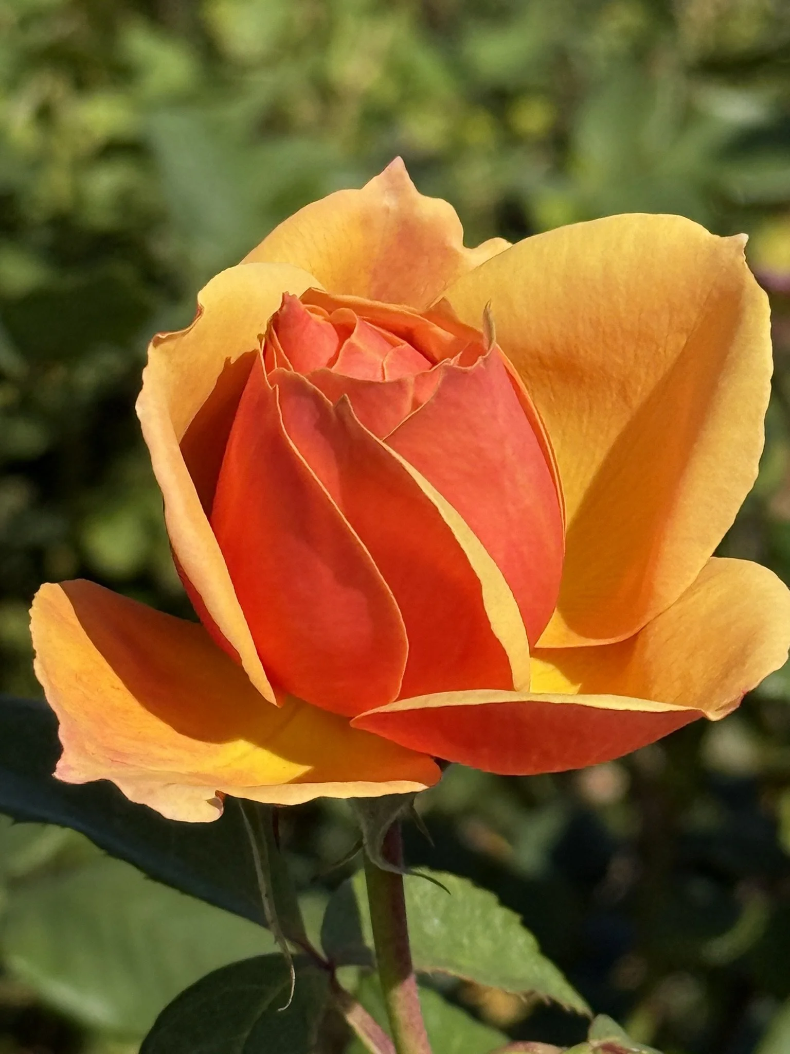 Orange and yellow rose.JPEG