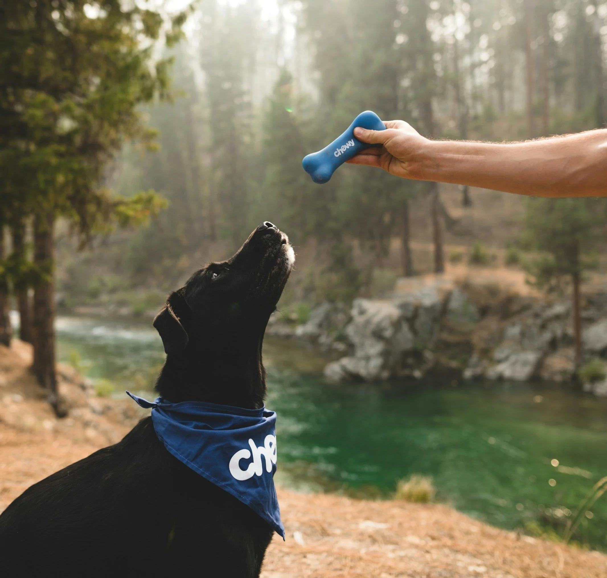 A black dog wearing a blue bandana with the word 'chew' on it sits outdoors near a river, looking up at a person's arm holding a blue dog toy labeled 'chew.' A forest background with tall trees and rocky terrain is visible.