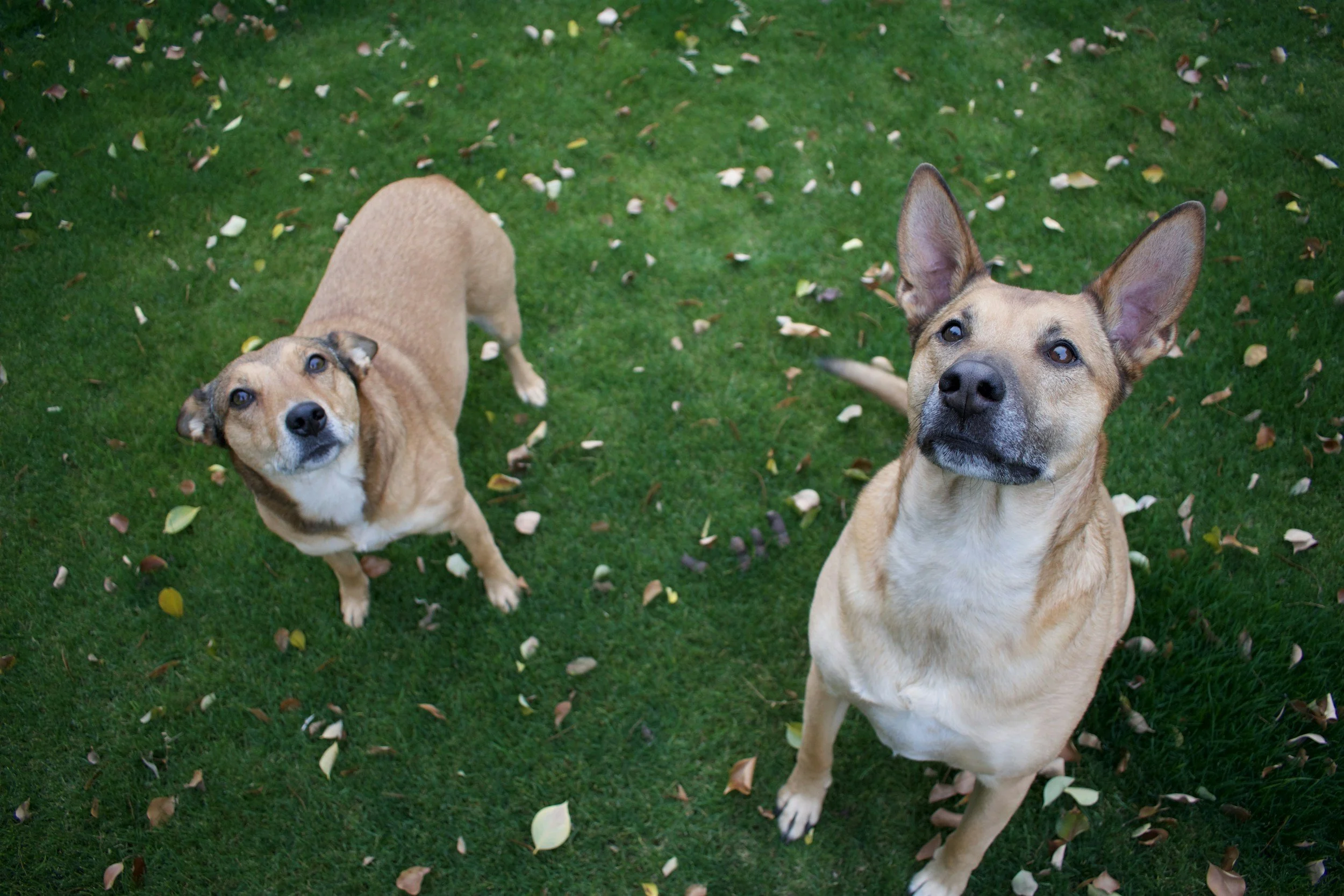 Two tan dogs sitting on green grass with fallen leaves, looking up at the camera.