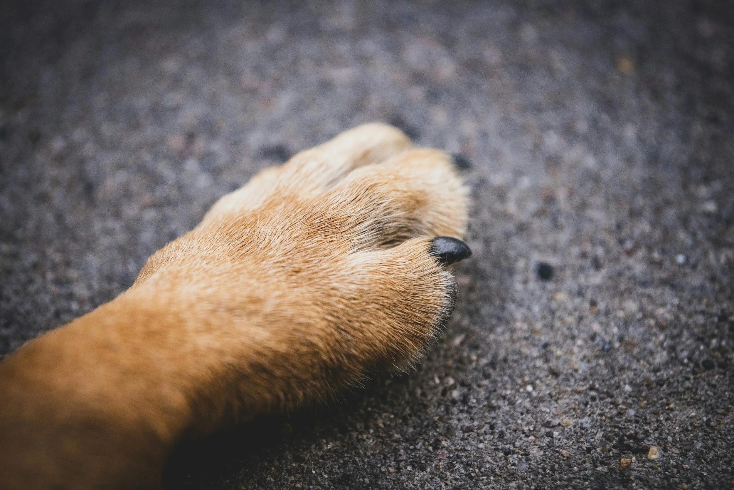Close-up of a dogs paw.