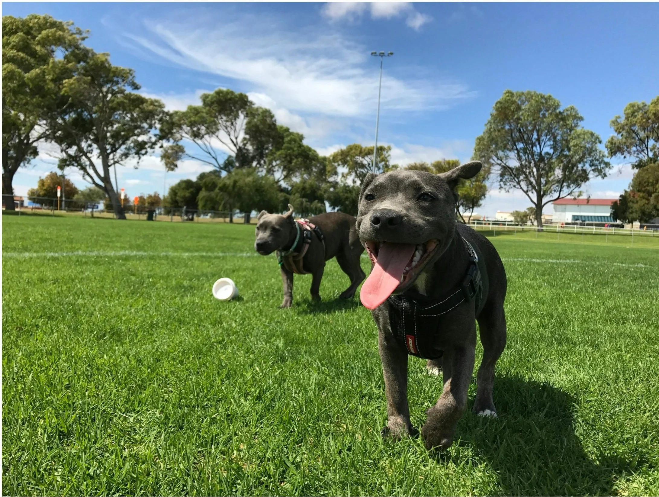 Two playful puppies in a green park with trees, blue sky, and clouds. One puppy in front, panting and smiling, the other in the back near a white toy cup.