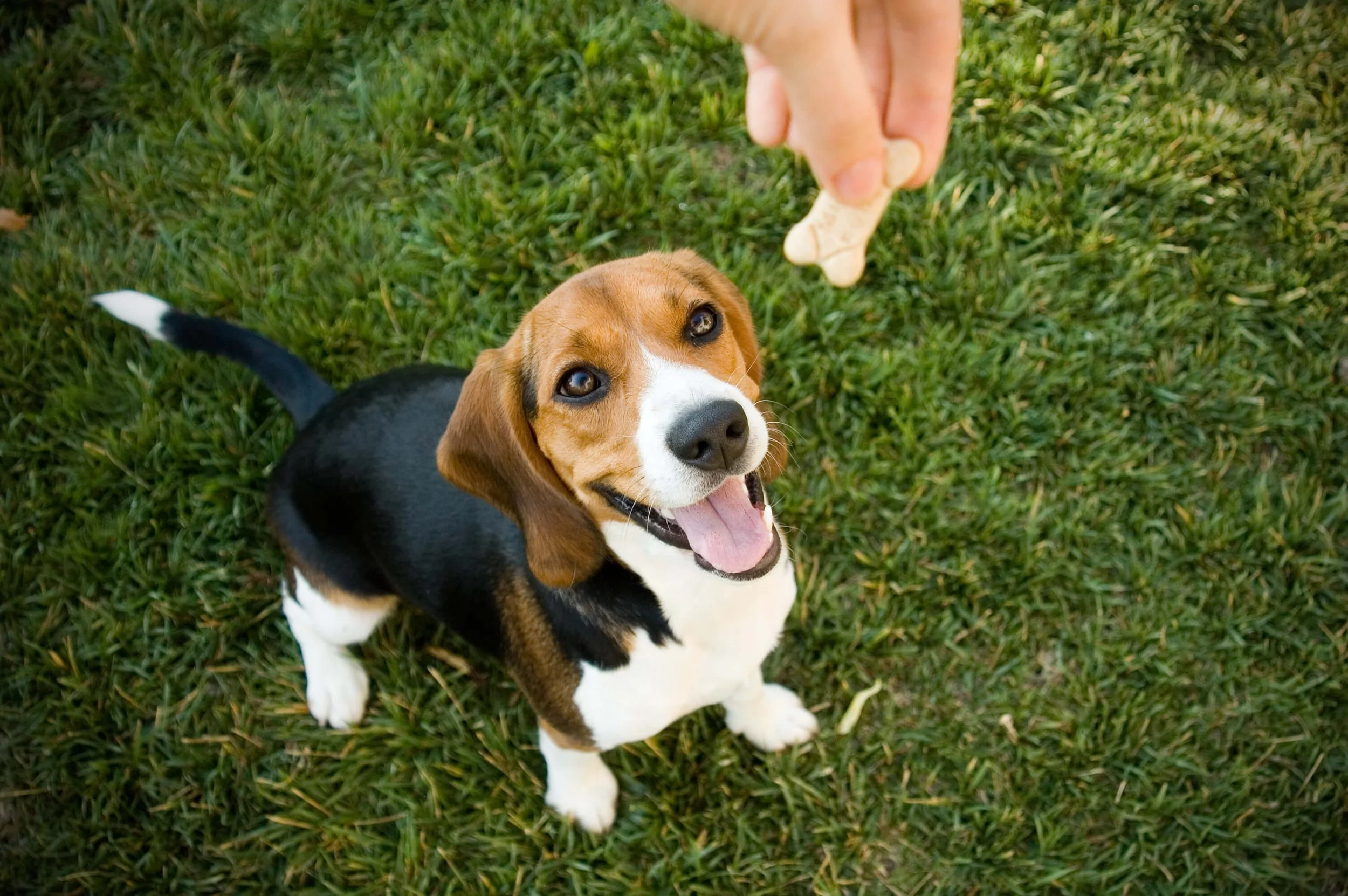 A happy beagle puppy looking up at a person holding a treat above its head outdoors on grass.