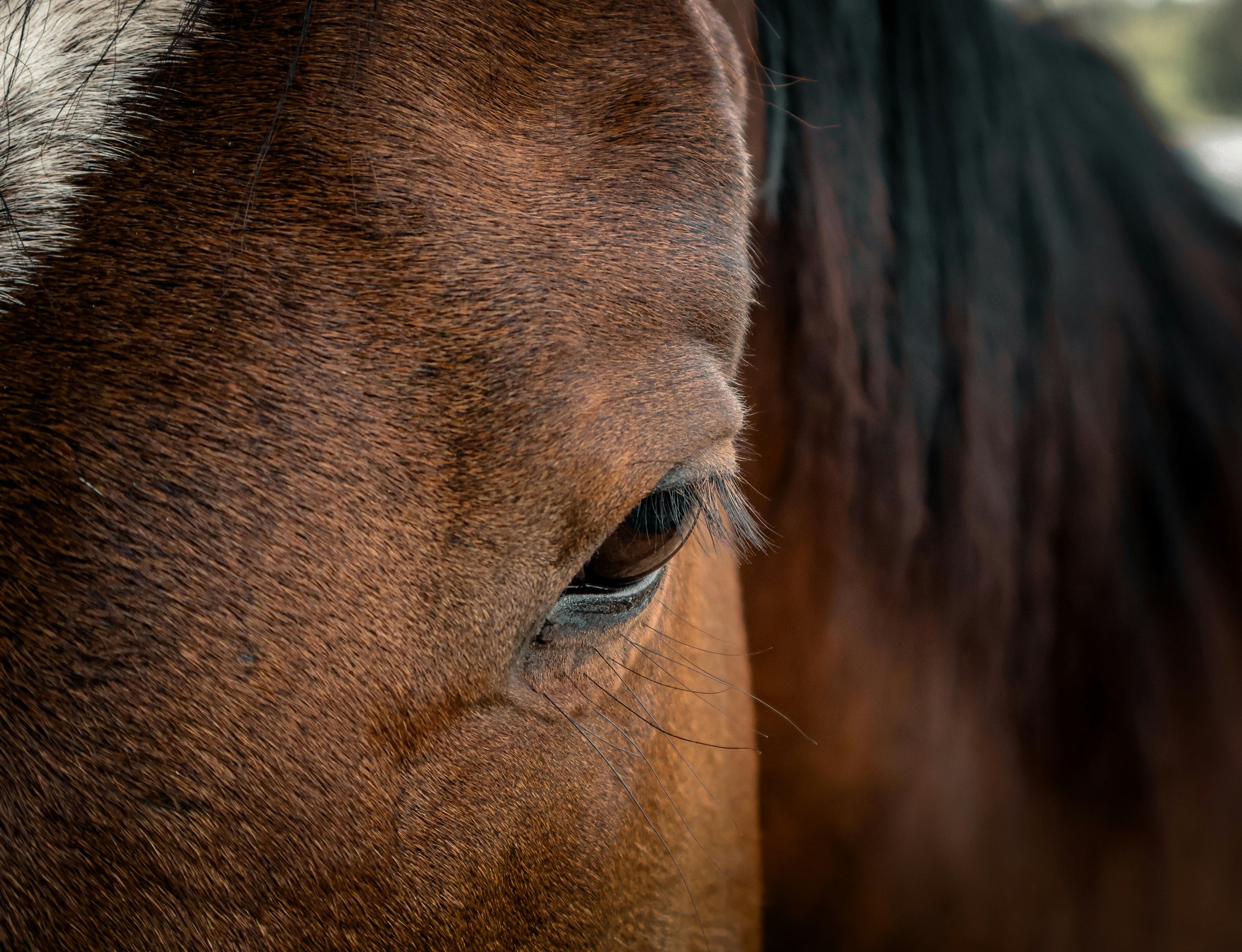 Cómo empezar a domar un caballo sin violencia