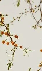 Close-up of thin branch with small, round, orange-yellow flowers and green fern-like leaves against a plain, light background.