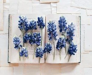 Open book with blue and white flowers placed on its pages, on a white textured surface.