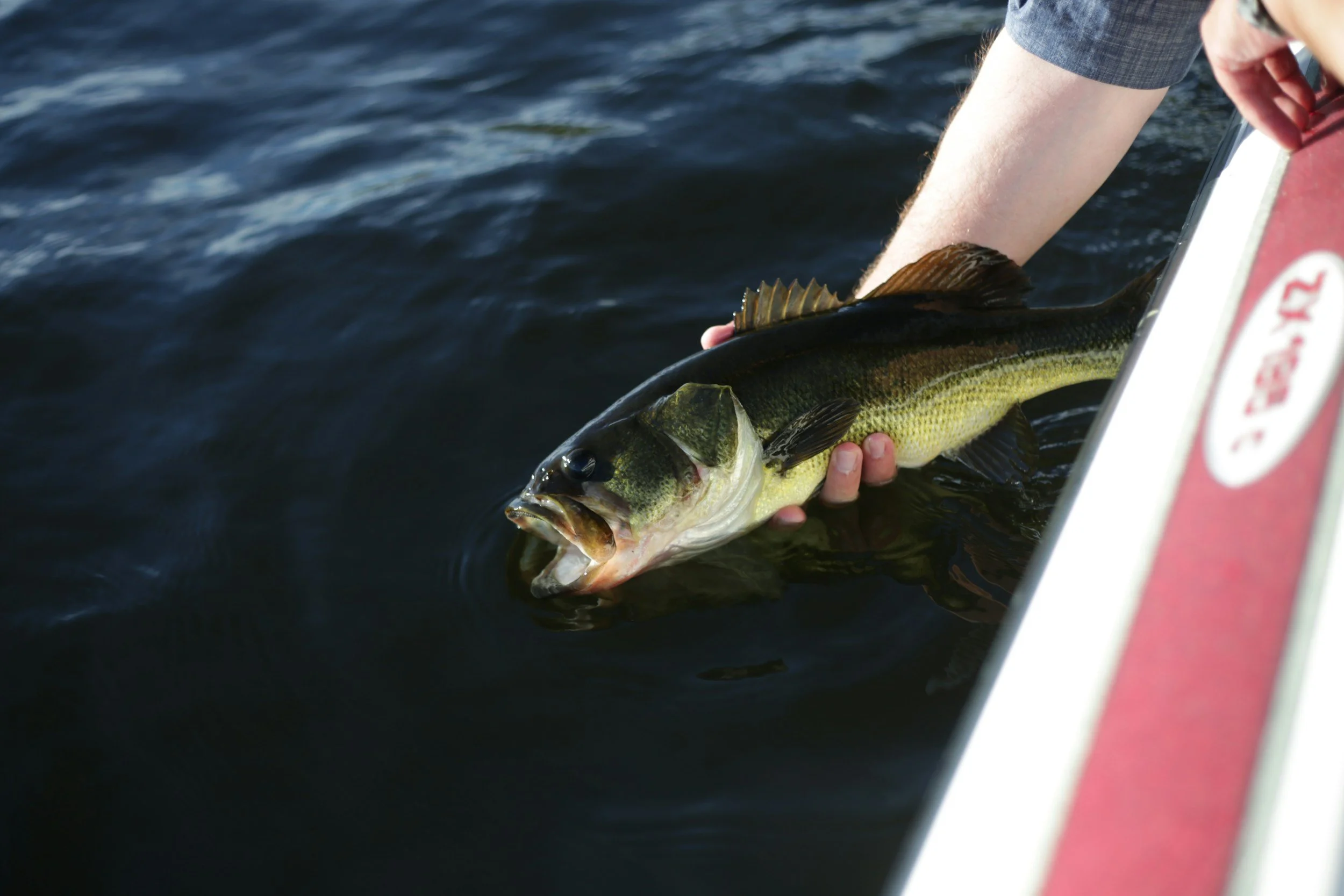A person holding a largemouth bass fish over water, with part of a boat visible on the right.