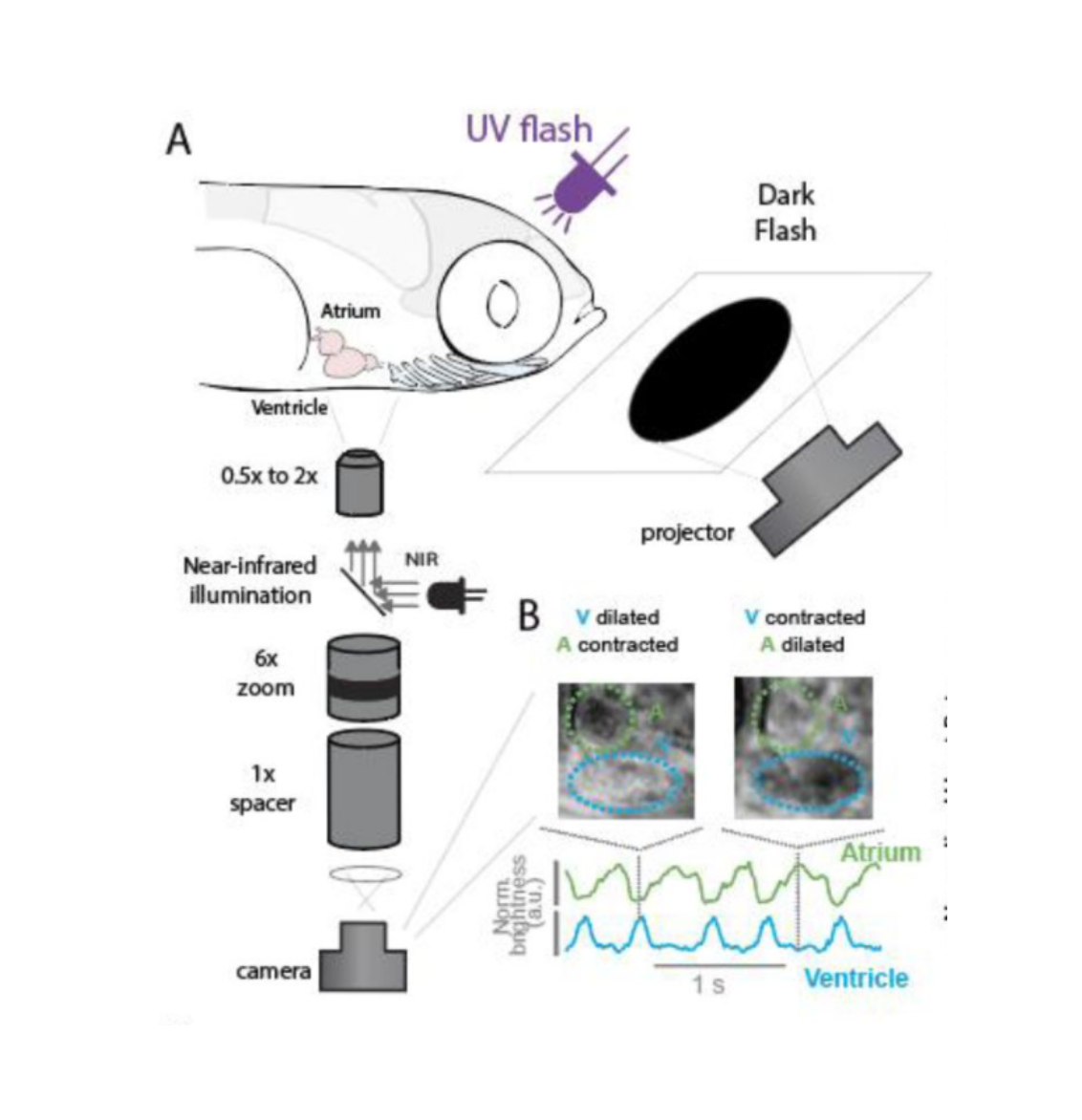 The Emergence of Functional Heart-Brain Circuits in a Vertebrate