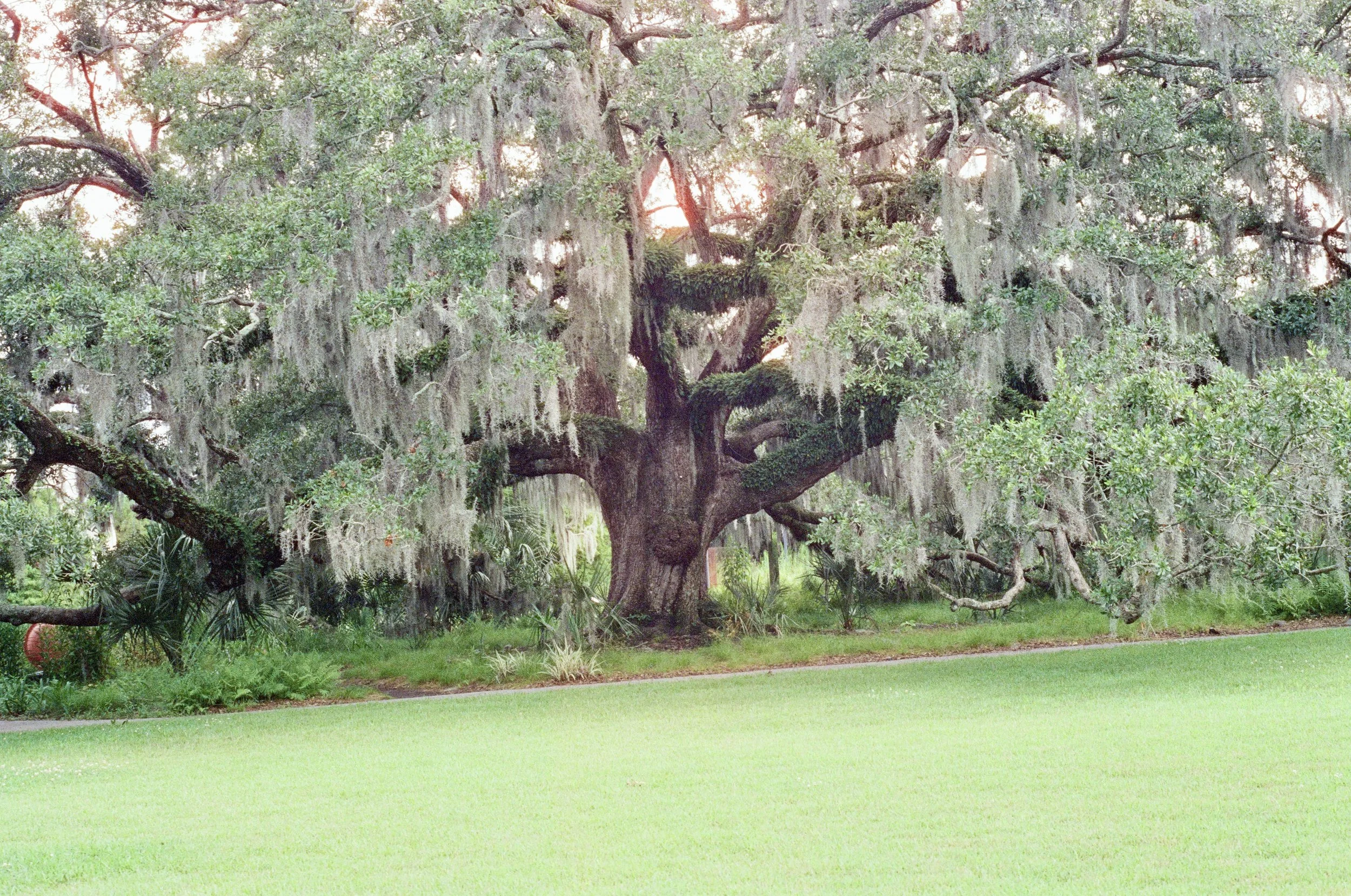 New Orleans Museum of Art, 2025
