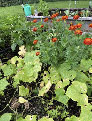 A garden with marigold flowers and leafy plants, with gardening tools and a watering can in the background.