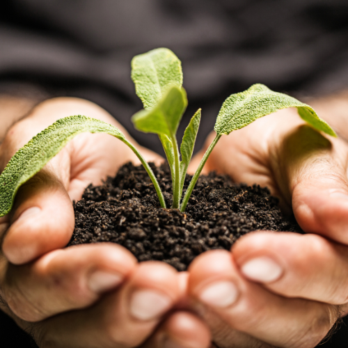Hands holding soil with a small green seedling plant.