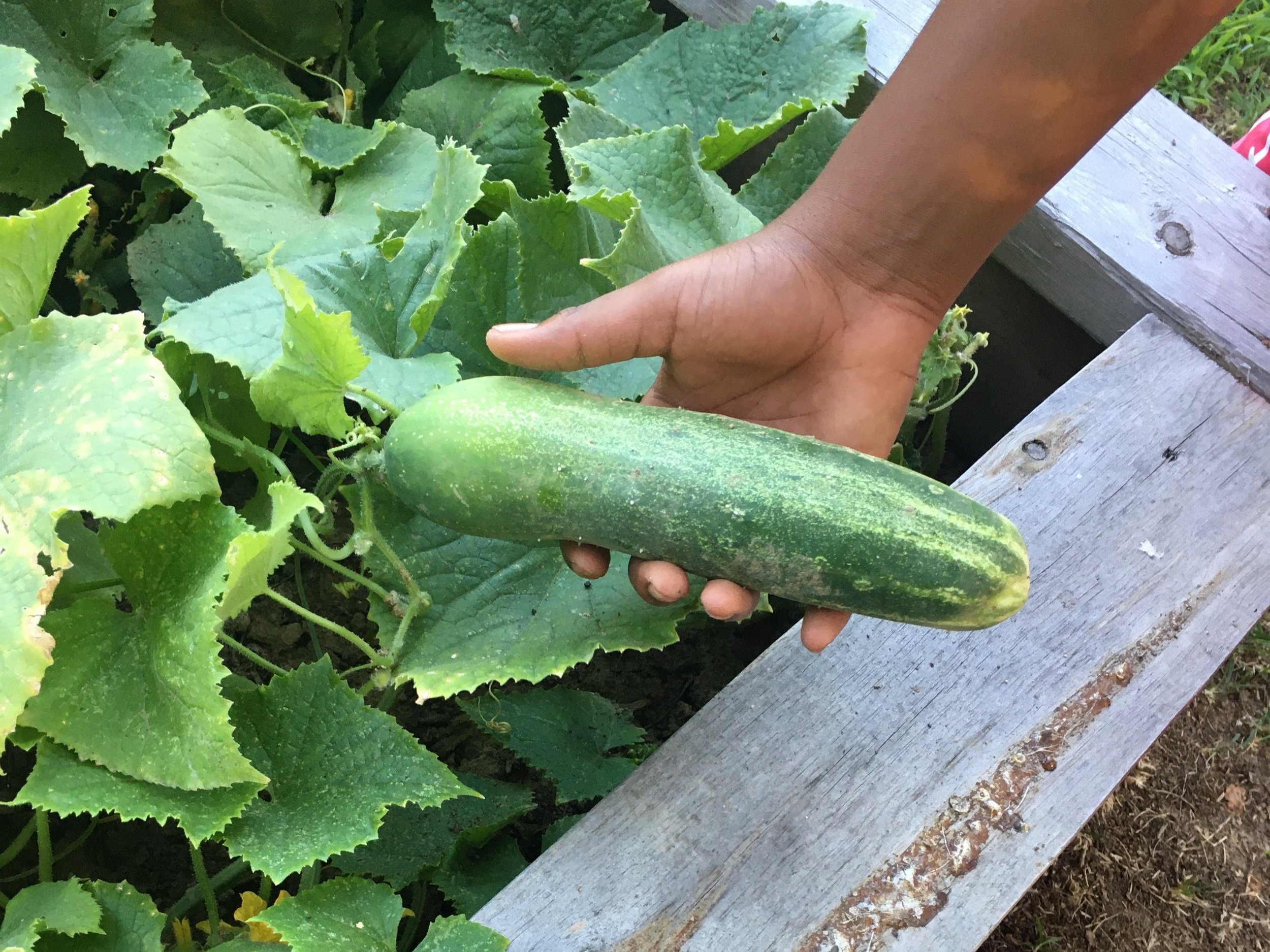 A hand holds a small, green zucchini over a garden bed with large green leaves.