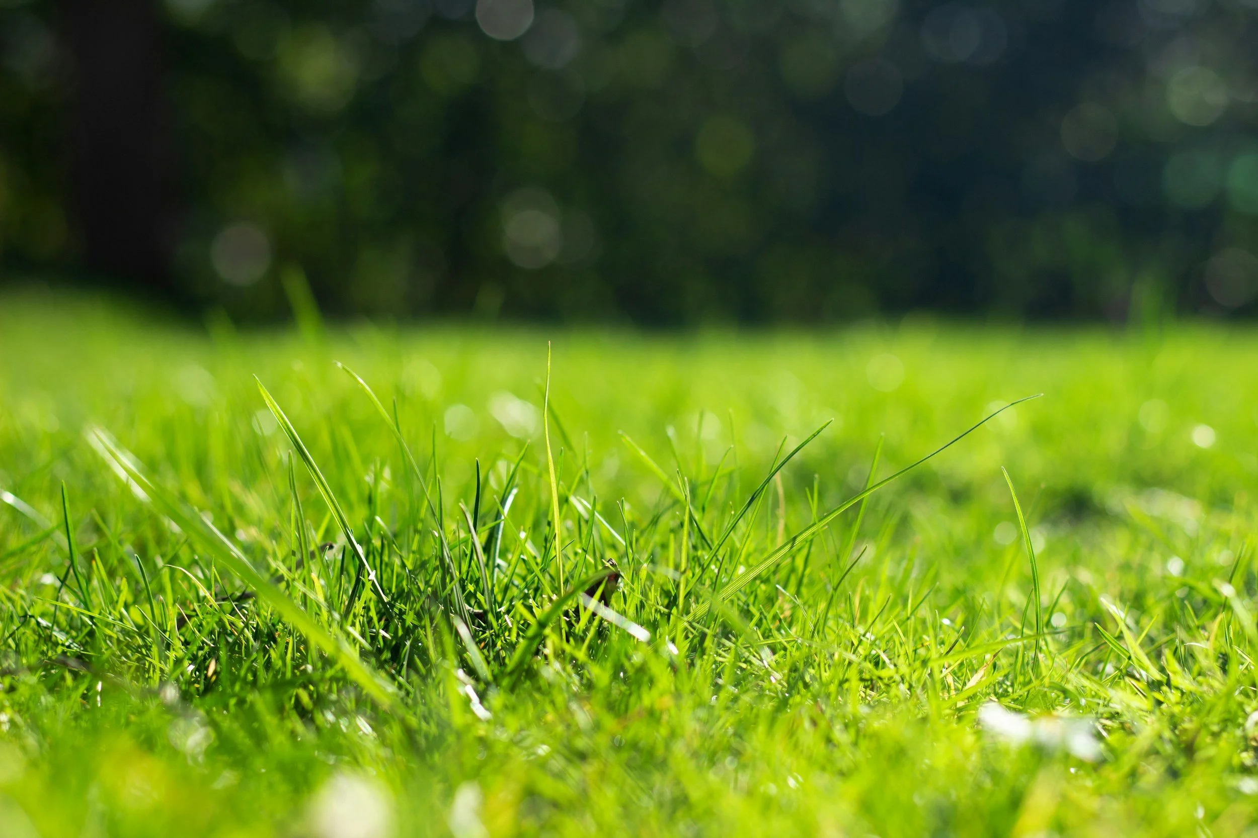 Close-up view of fresh green grass blades in a park or garden with a blurred background.