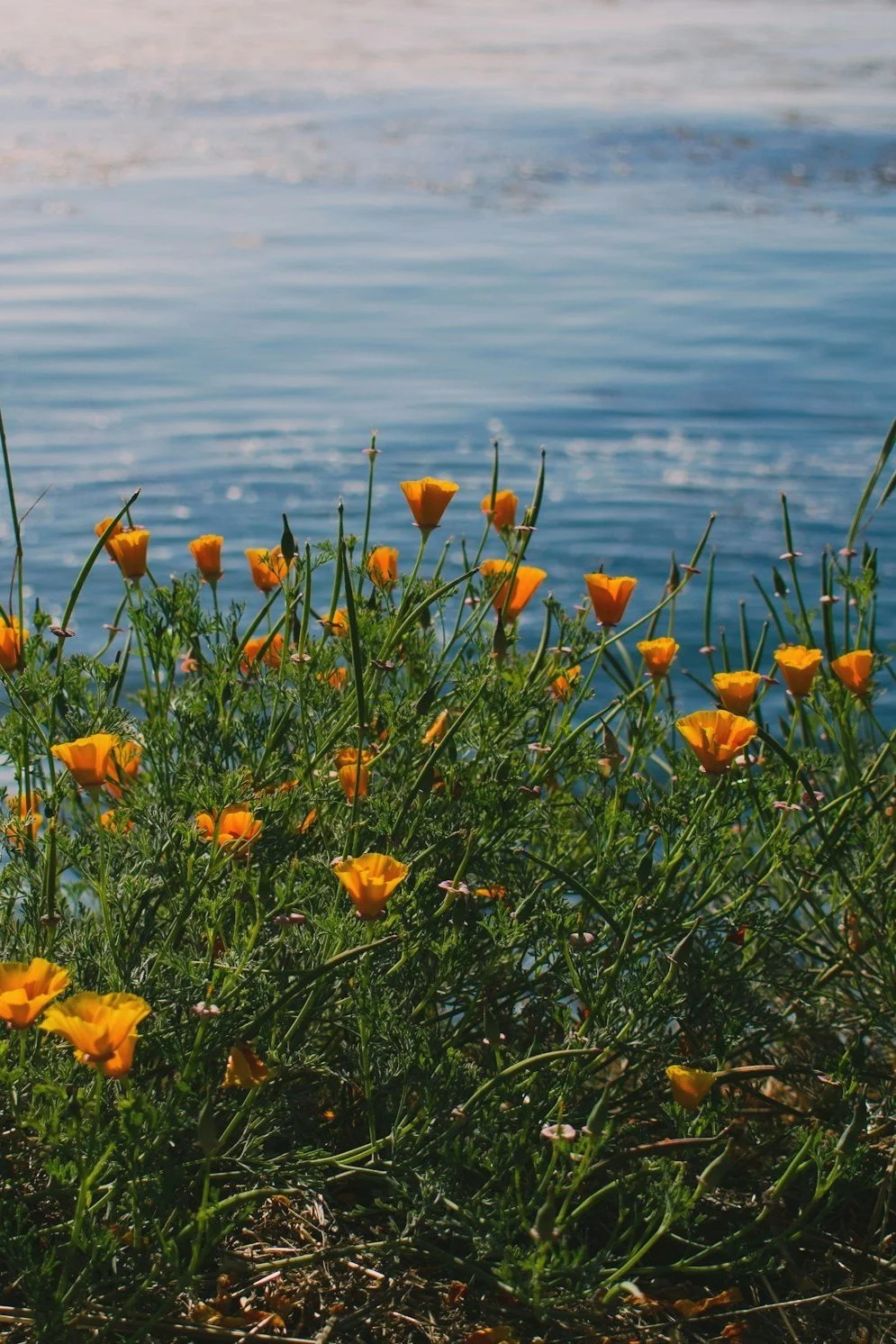 A serene picture of orange poppy flowers in the foreground with an ocean at sunset behind them.