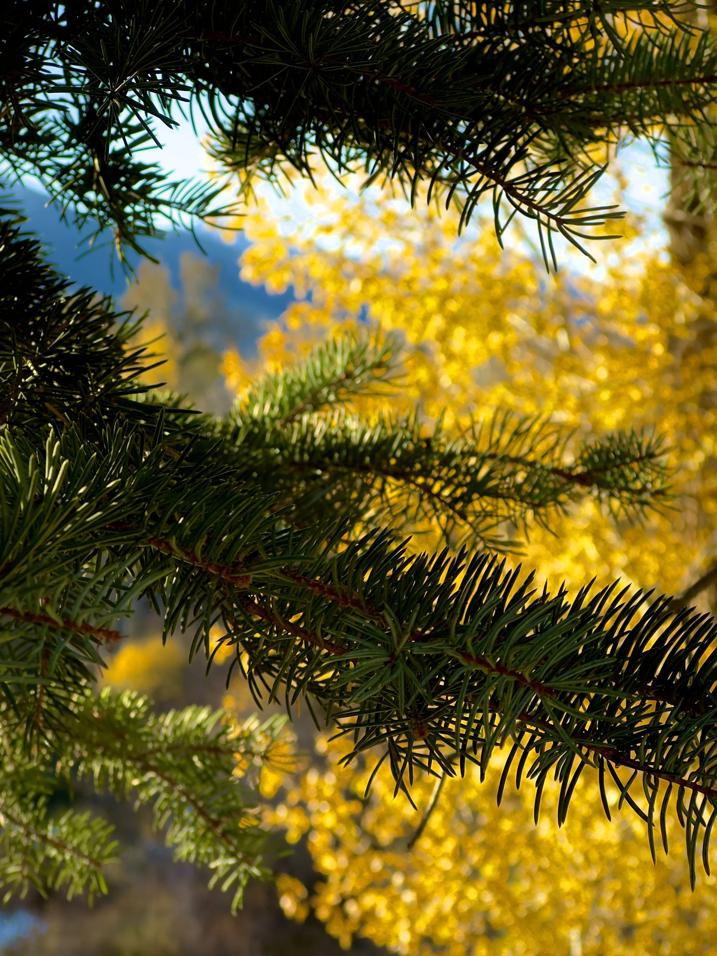 Montana - Paradise Valley - Livingston - Yellowstone - Yellowstone National Park - Hospitality - Christian Hospitality - Weddings - Elopements - Destination Weddings - Micro Weddings - Hospitality