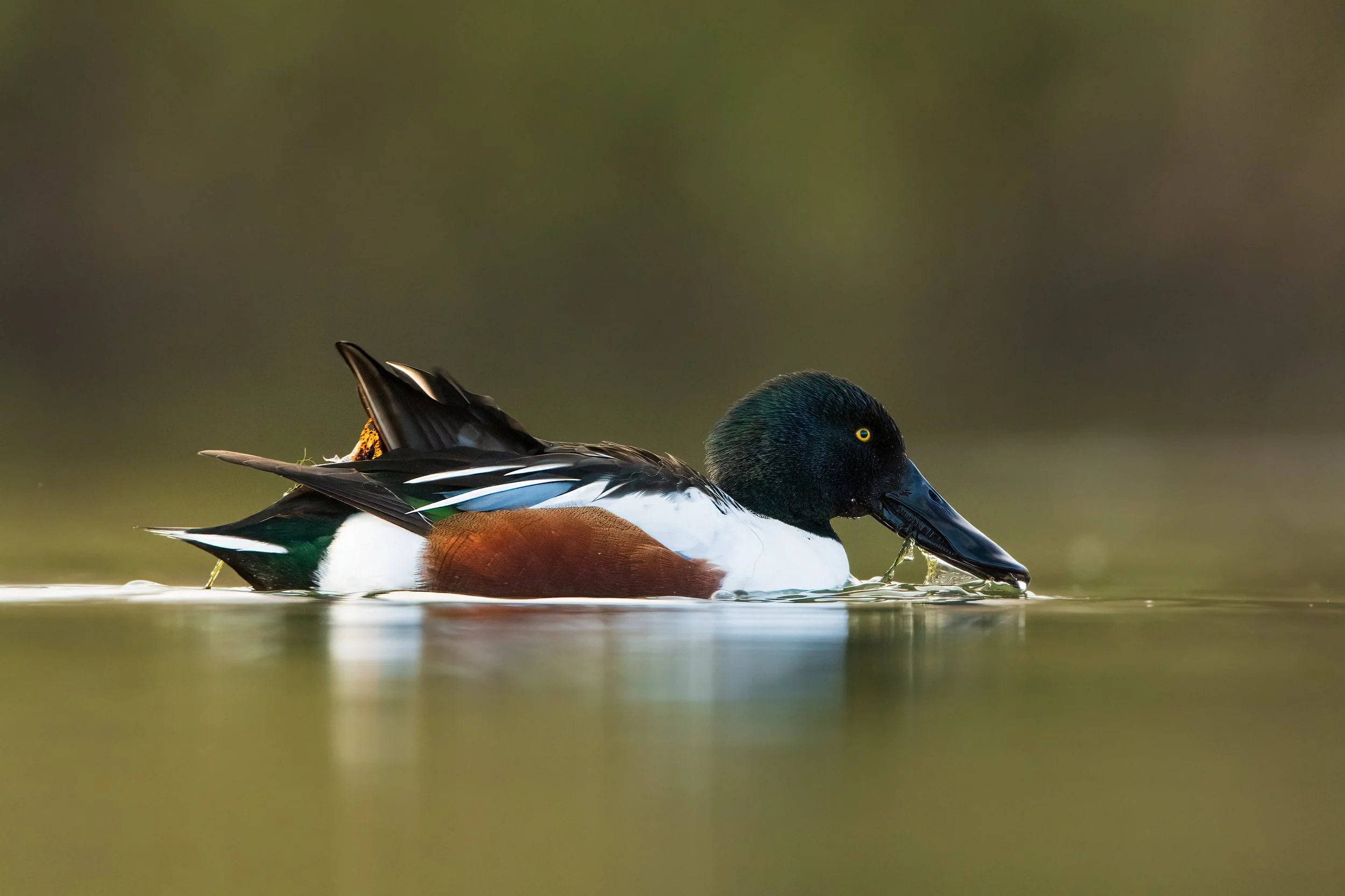 Shoveler7.jpg