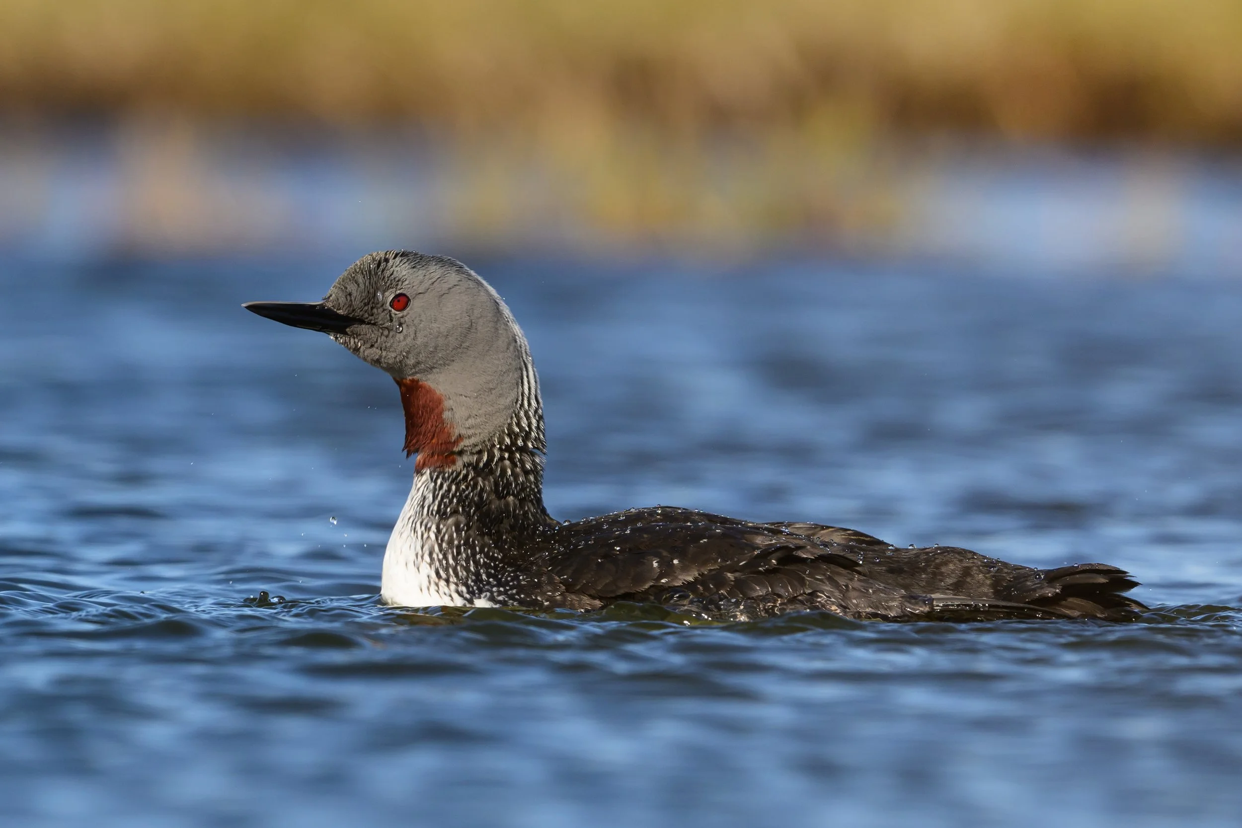 Red-throated Diver9.jpg