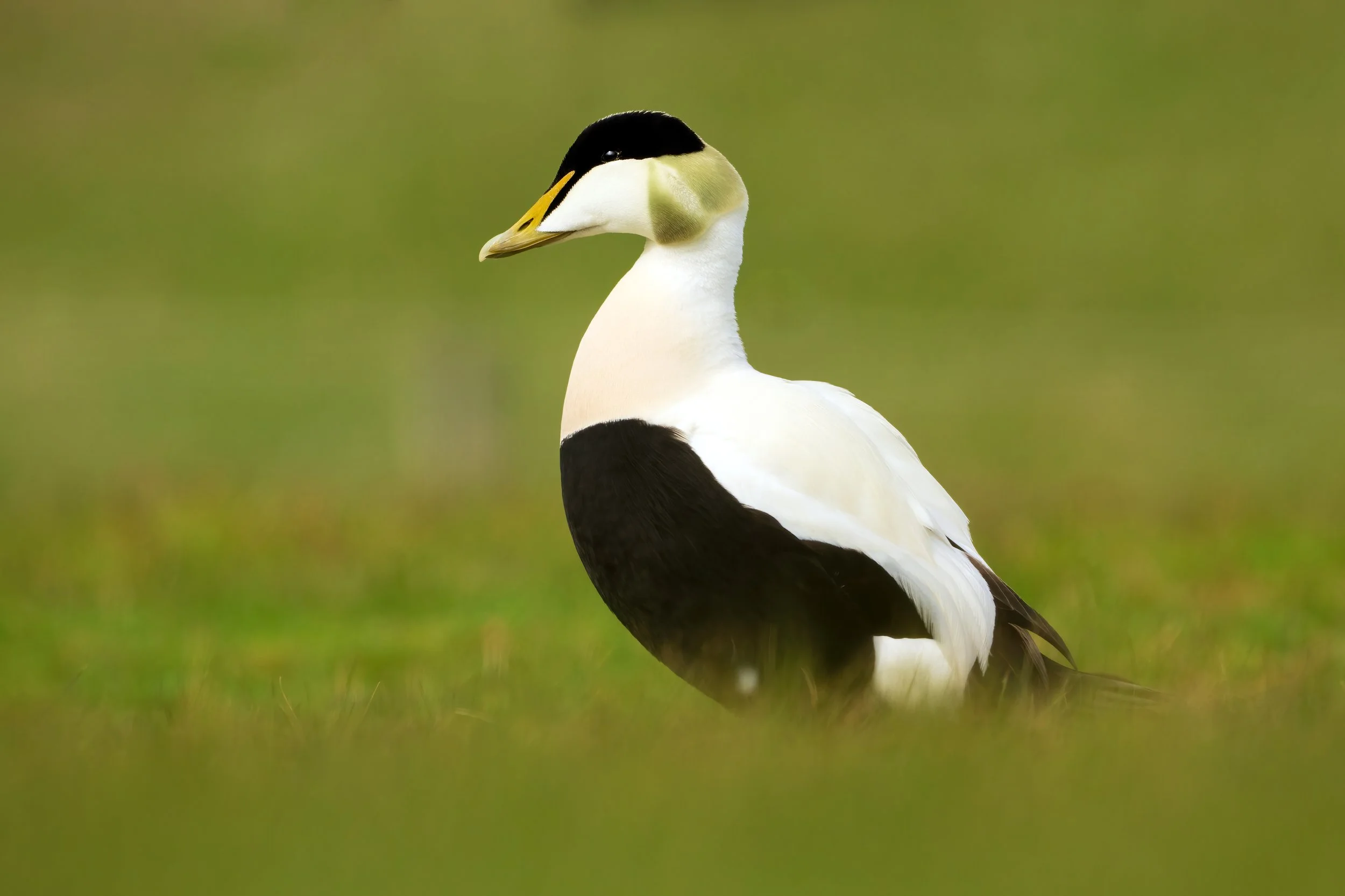Eider Duck4.jpg