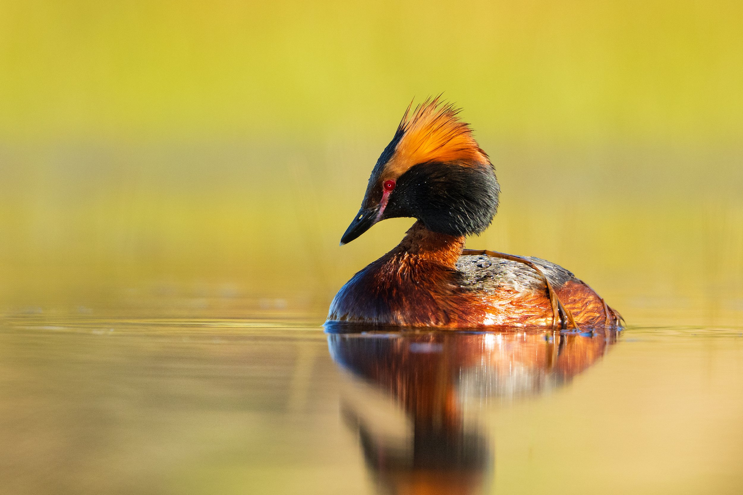 Slavonian Grebe