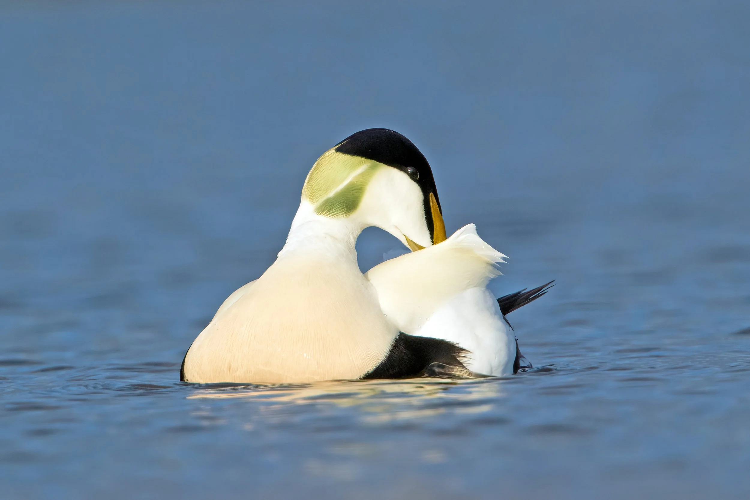 Eider Duck6.jpg