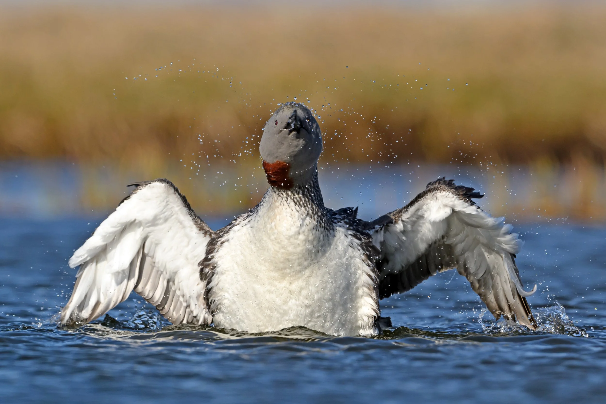Red-throated Diver5.jpg