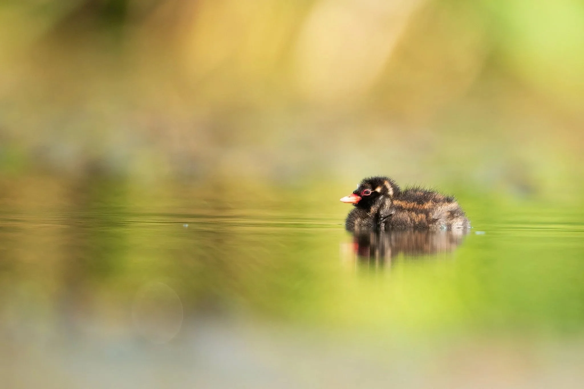 Little+Grebes4.jpg