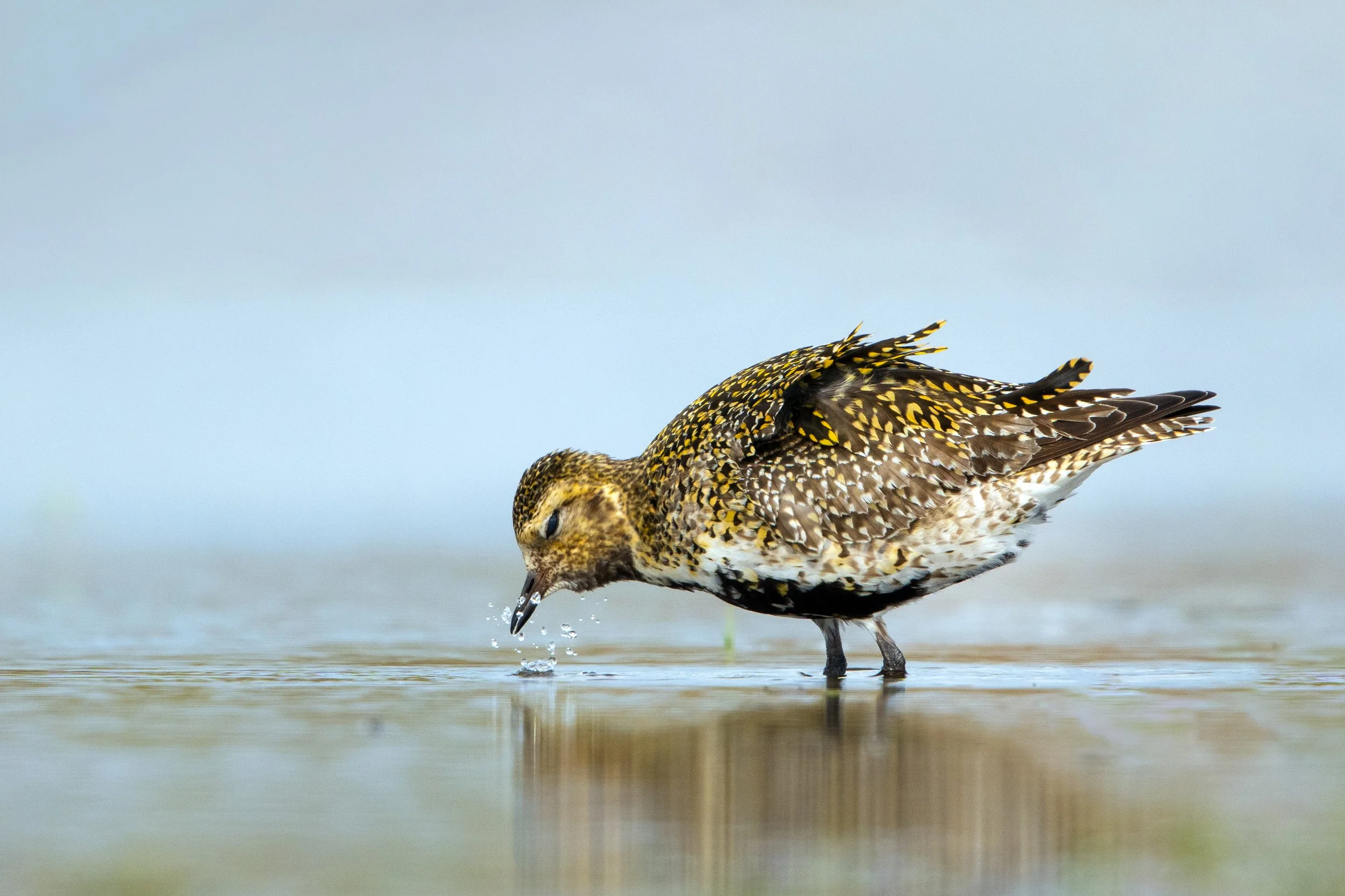 Golden Plover8.jpg