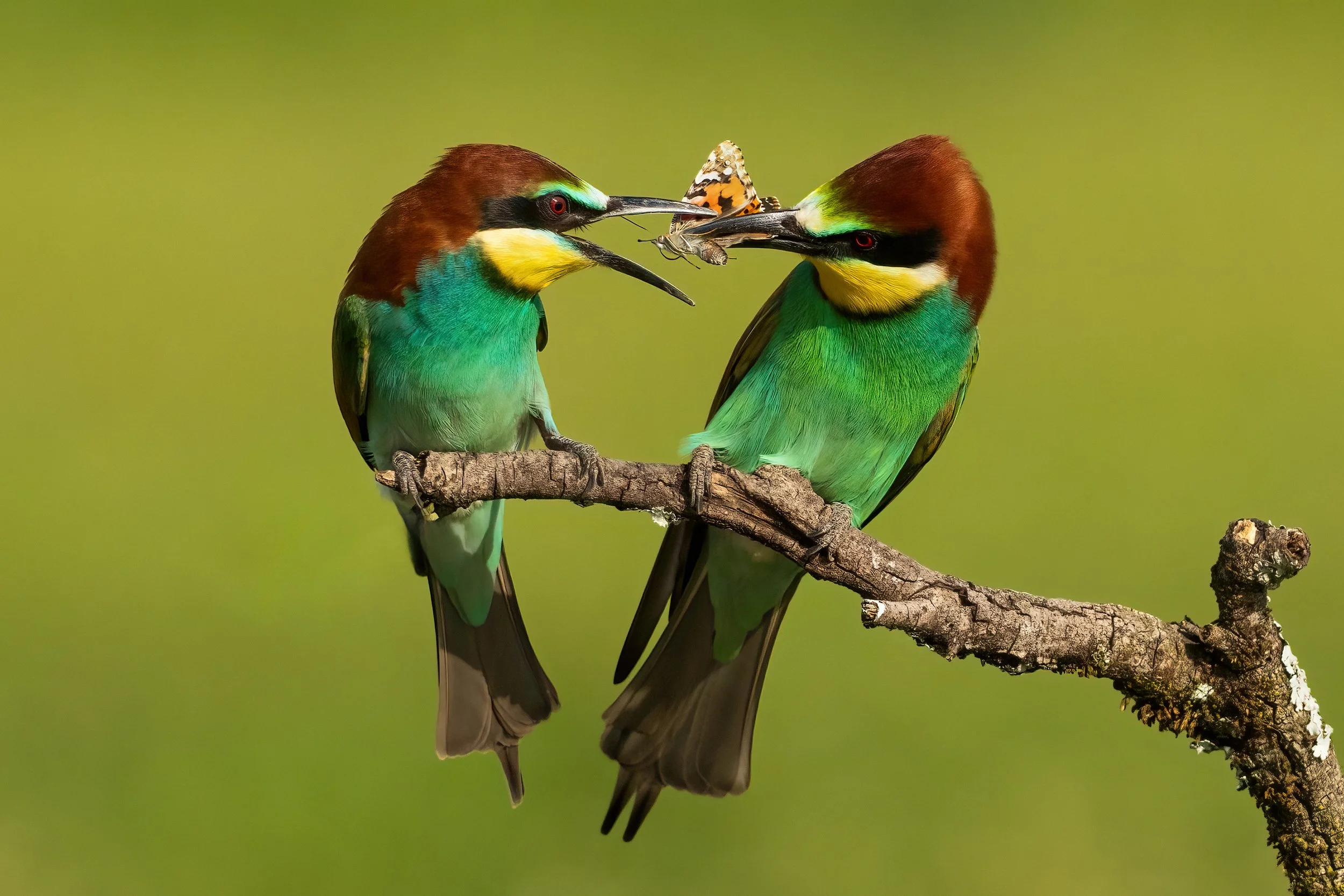 Bee Eaters19.jpg