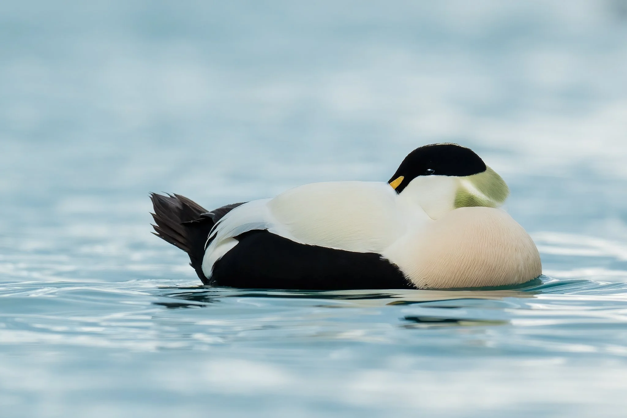 Eider Duck.jpg