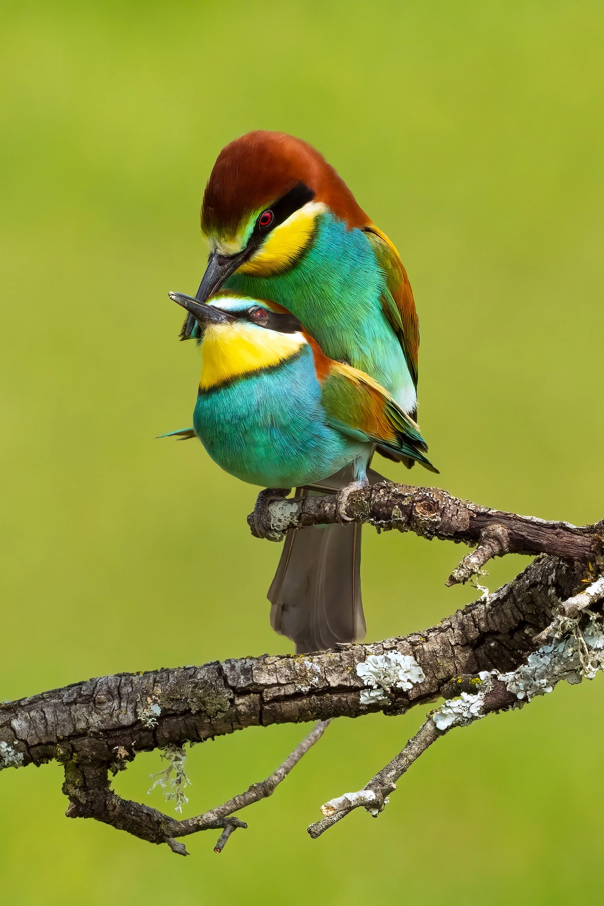 Bee Eaters12.jpg