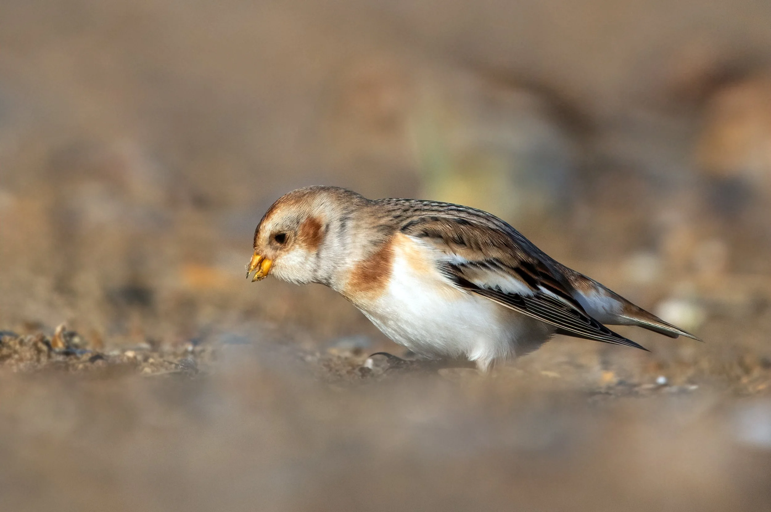 snowbunting5.jpg