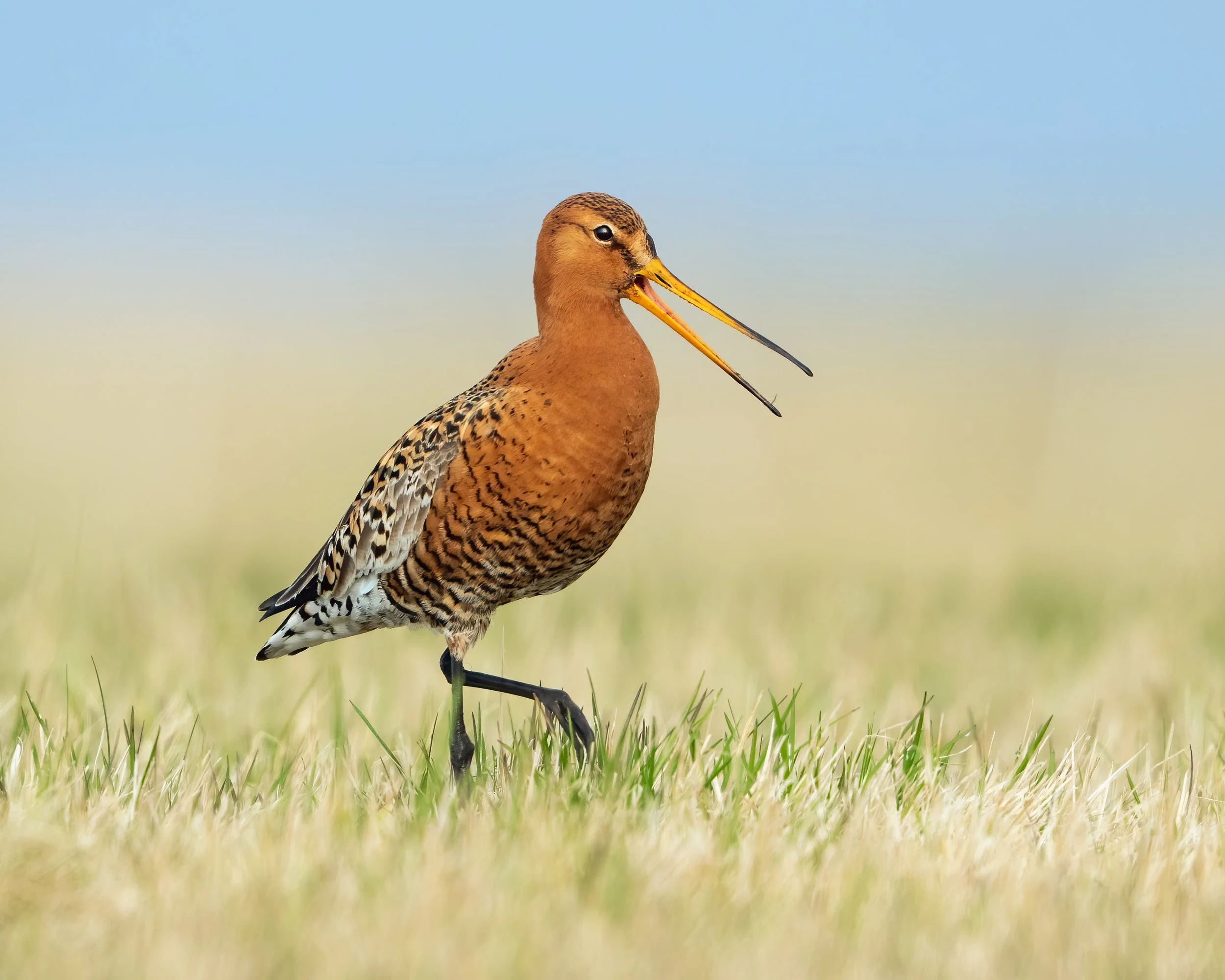 Godwit7.jpg