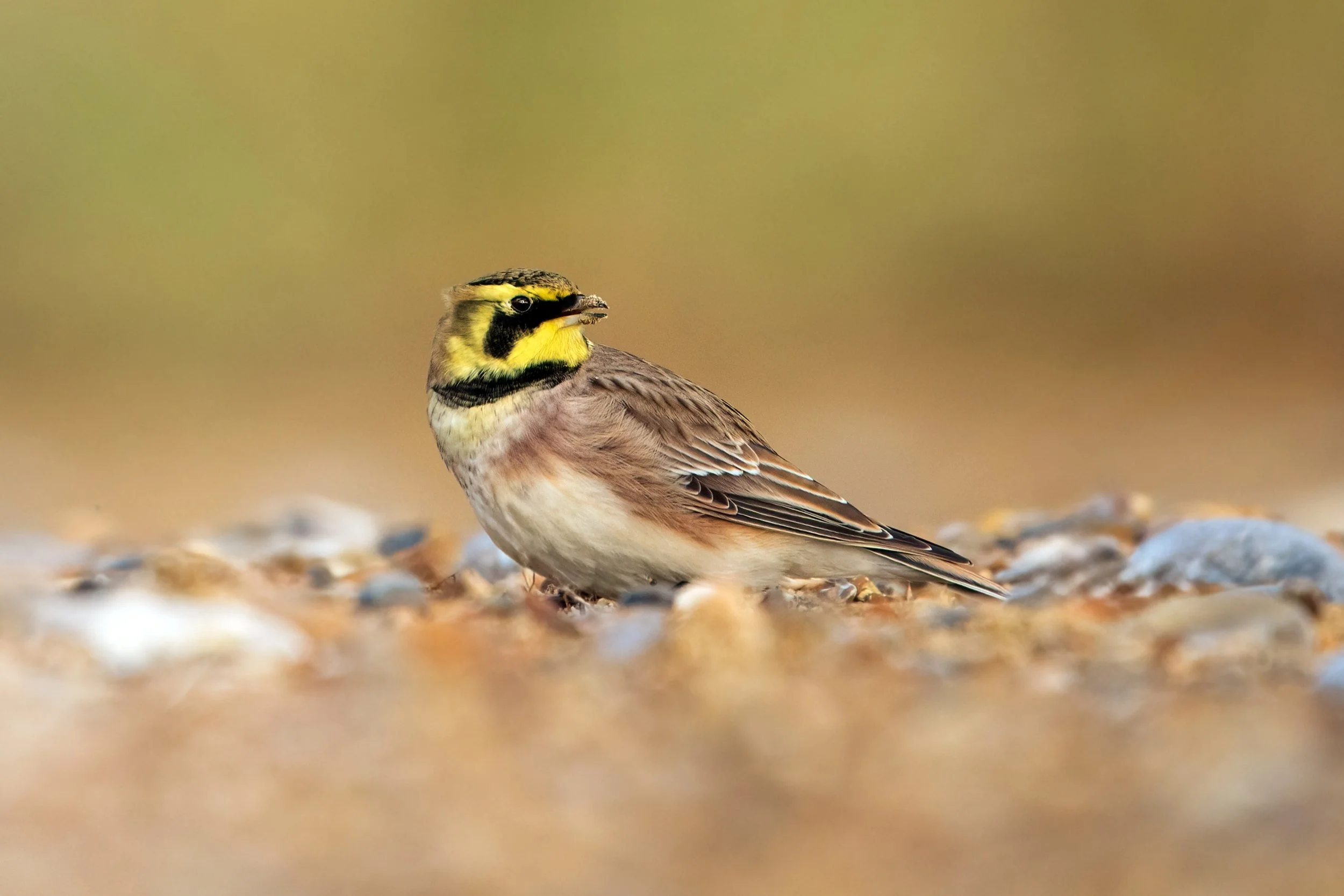 Shore Lark