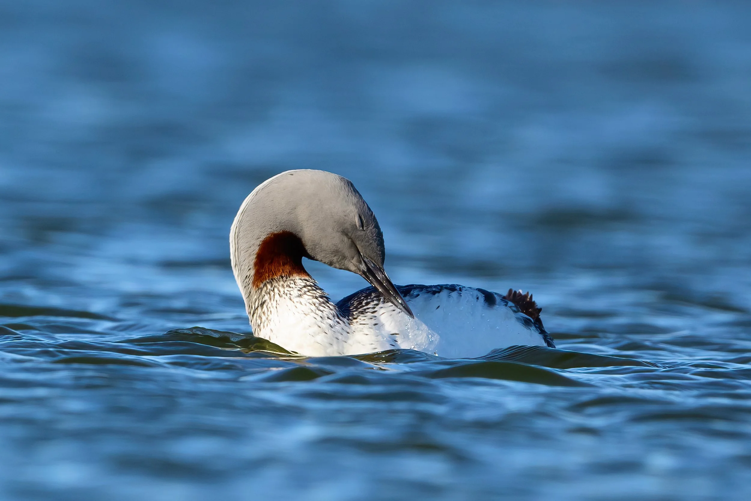 Red-throated Diver7.jpg