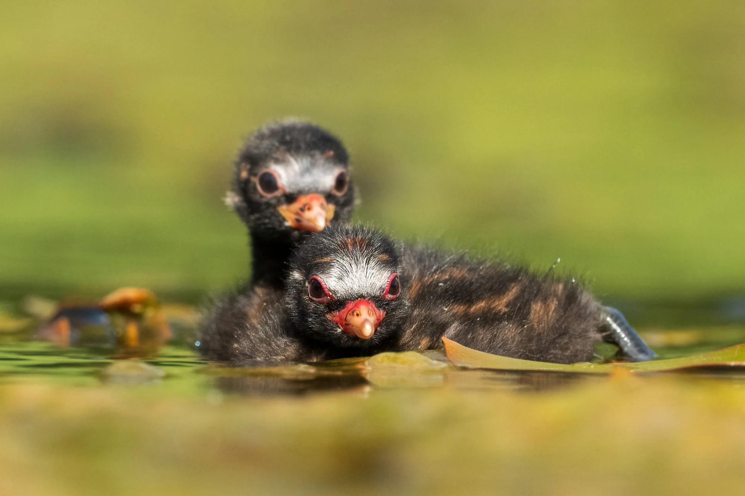 Little Grebes2.jpg