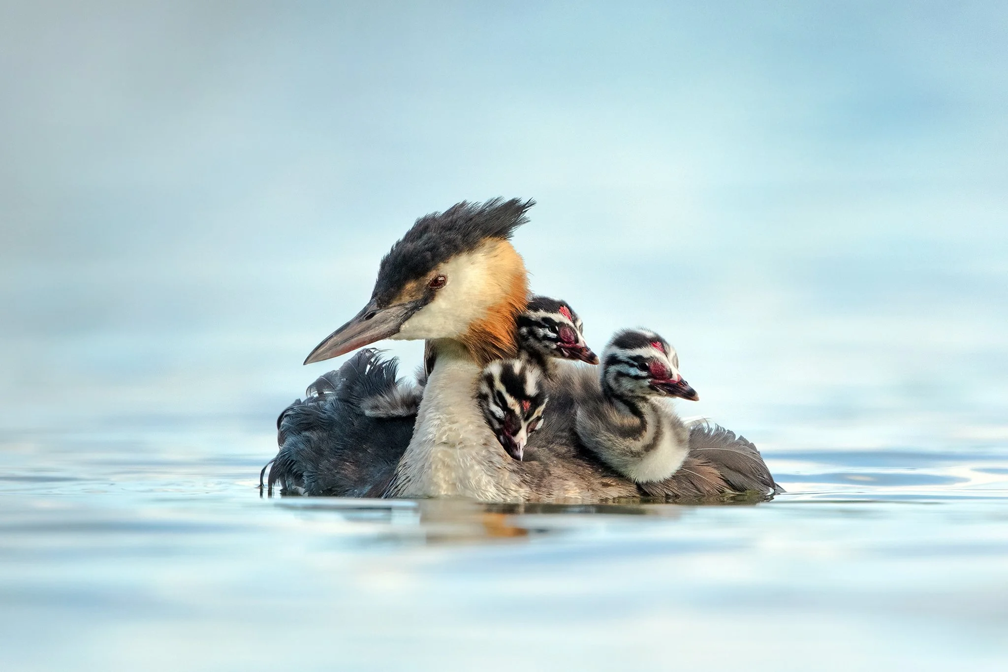 Grebe19.jpg