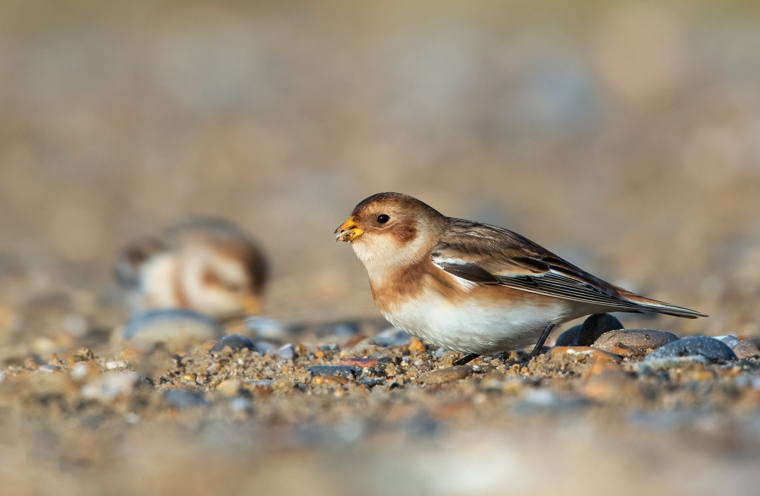 snowbunting4.jpg