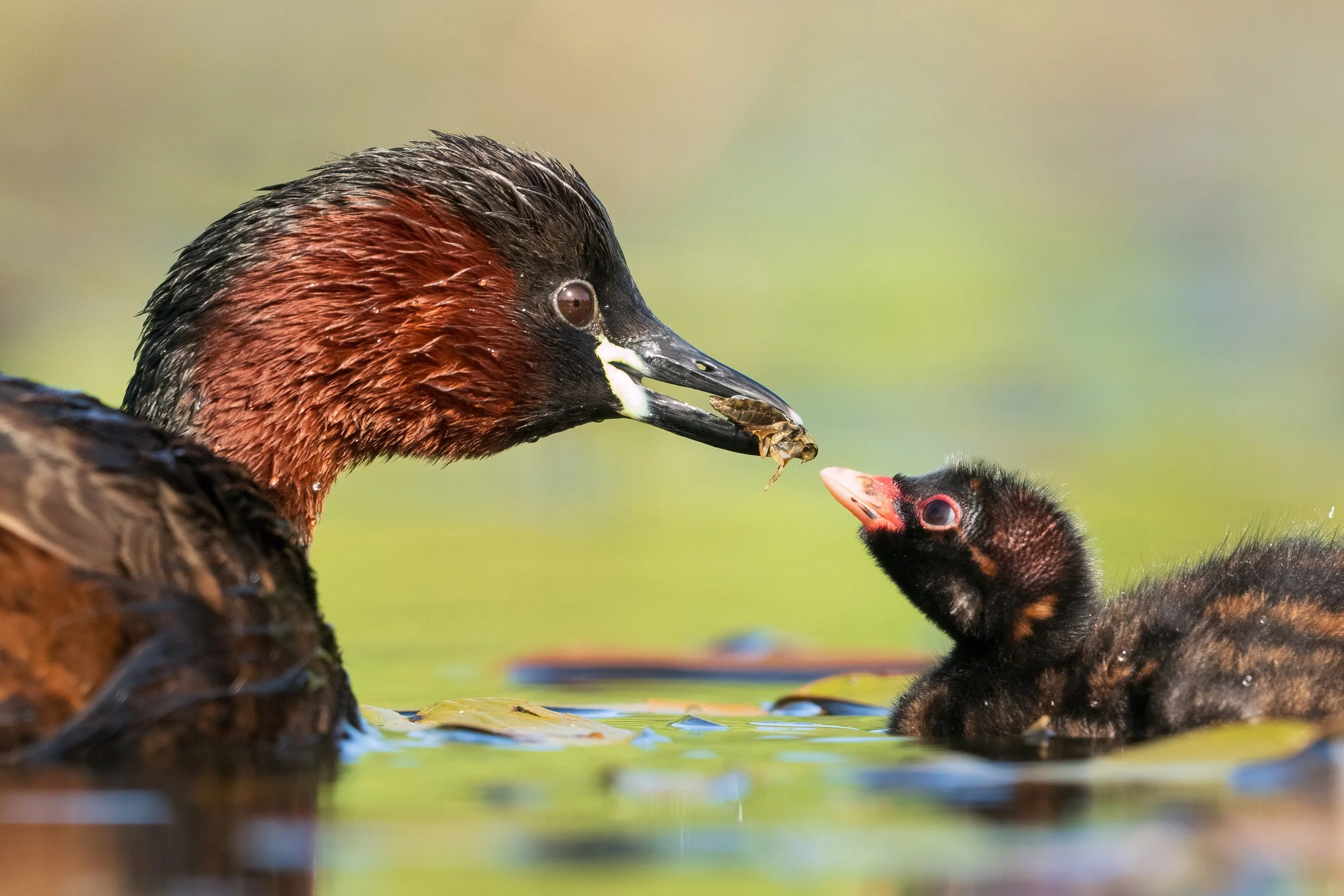 Little Grebes1.jpg