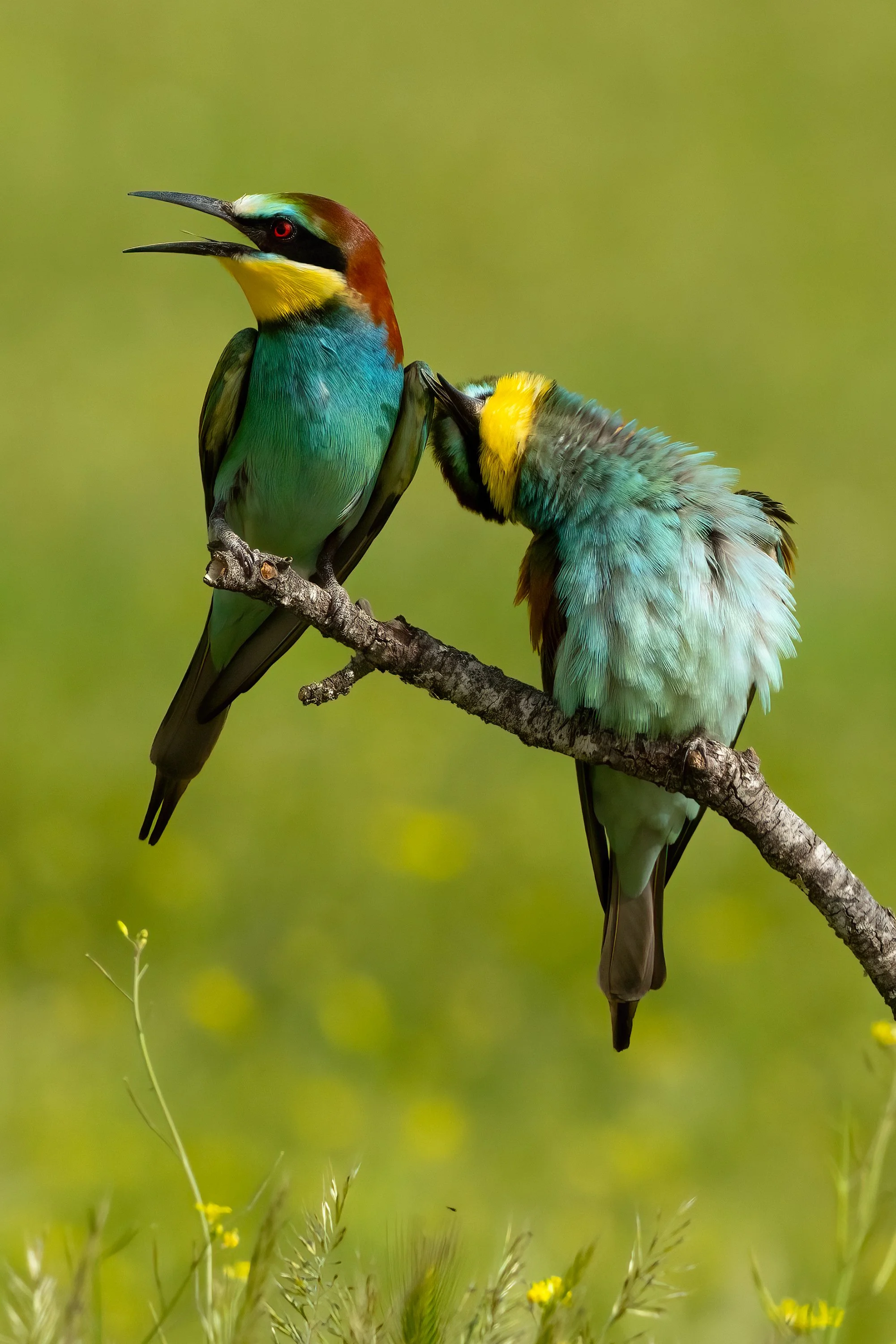Bee Eaters16.jpg