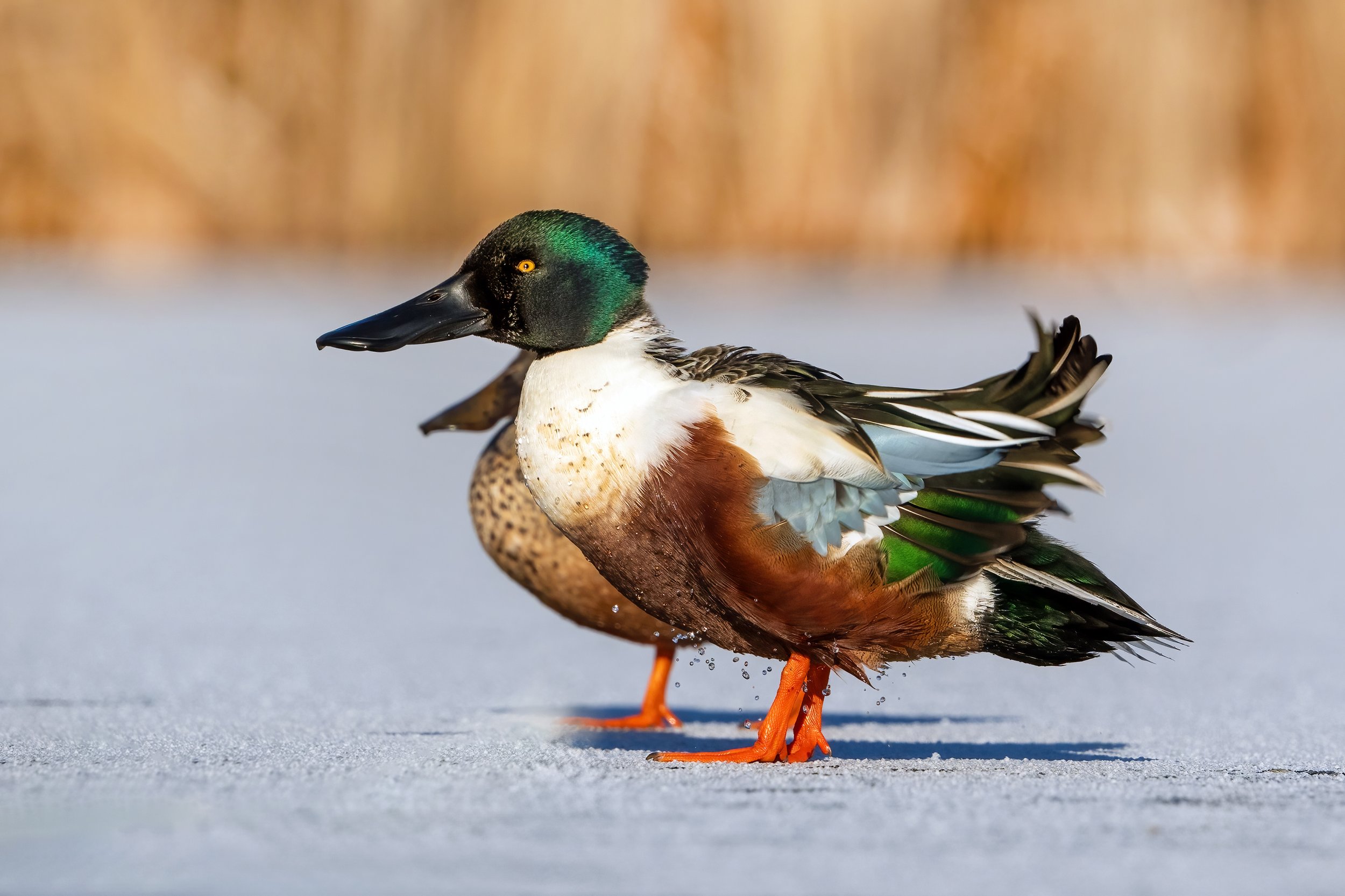 Shoveler14.jpg