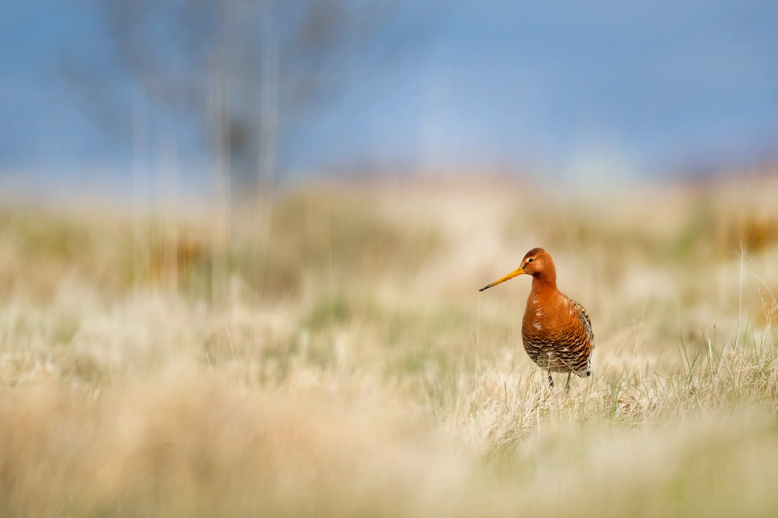 Godwit6.jpg