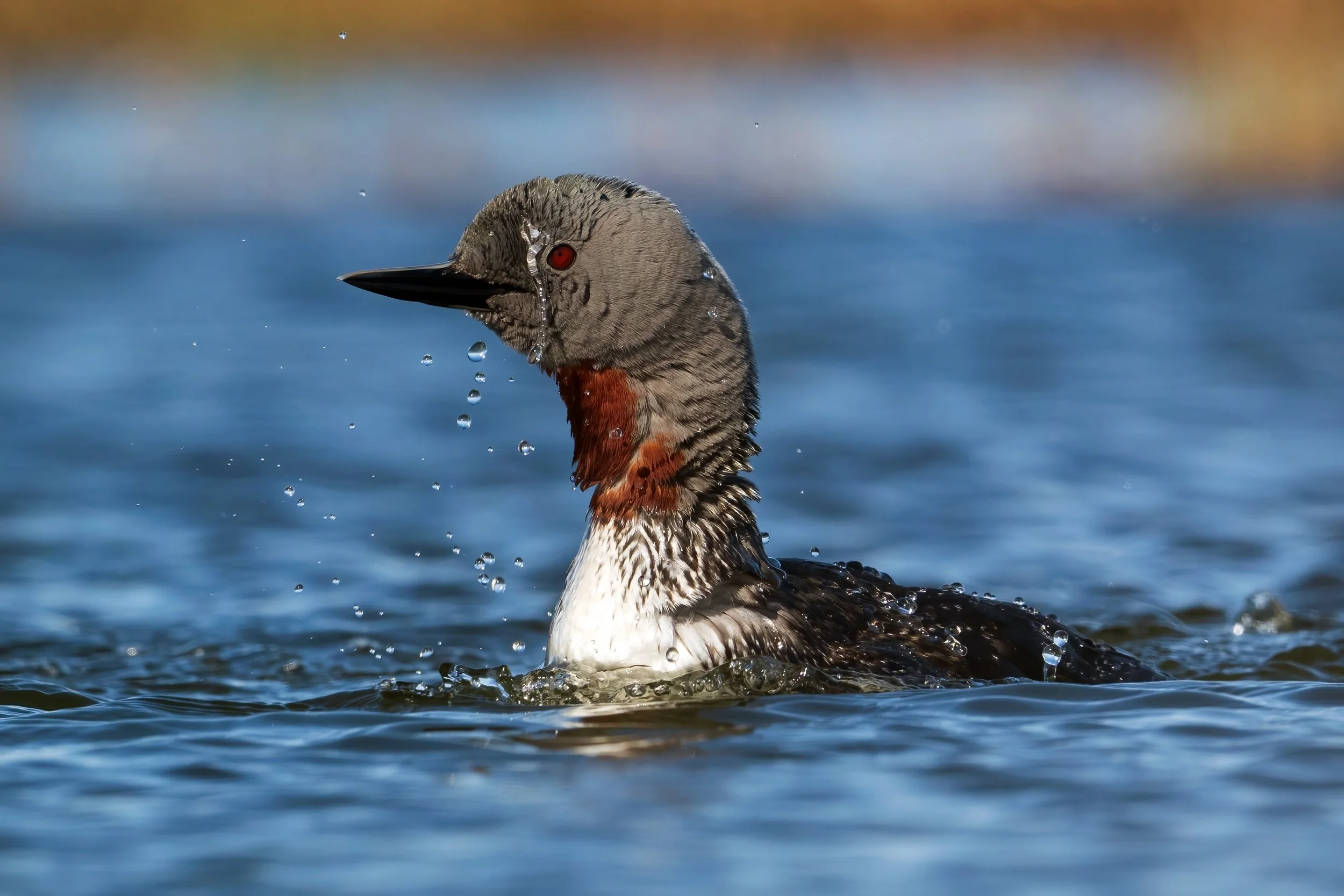 Red throated diver.jpg
