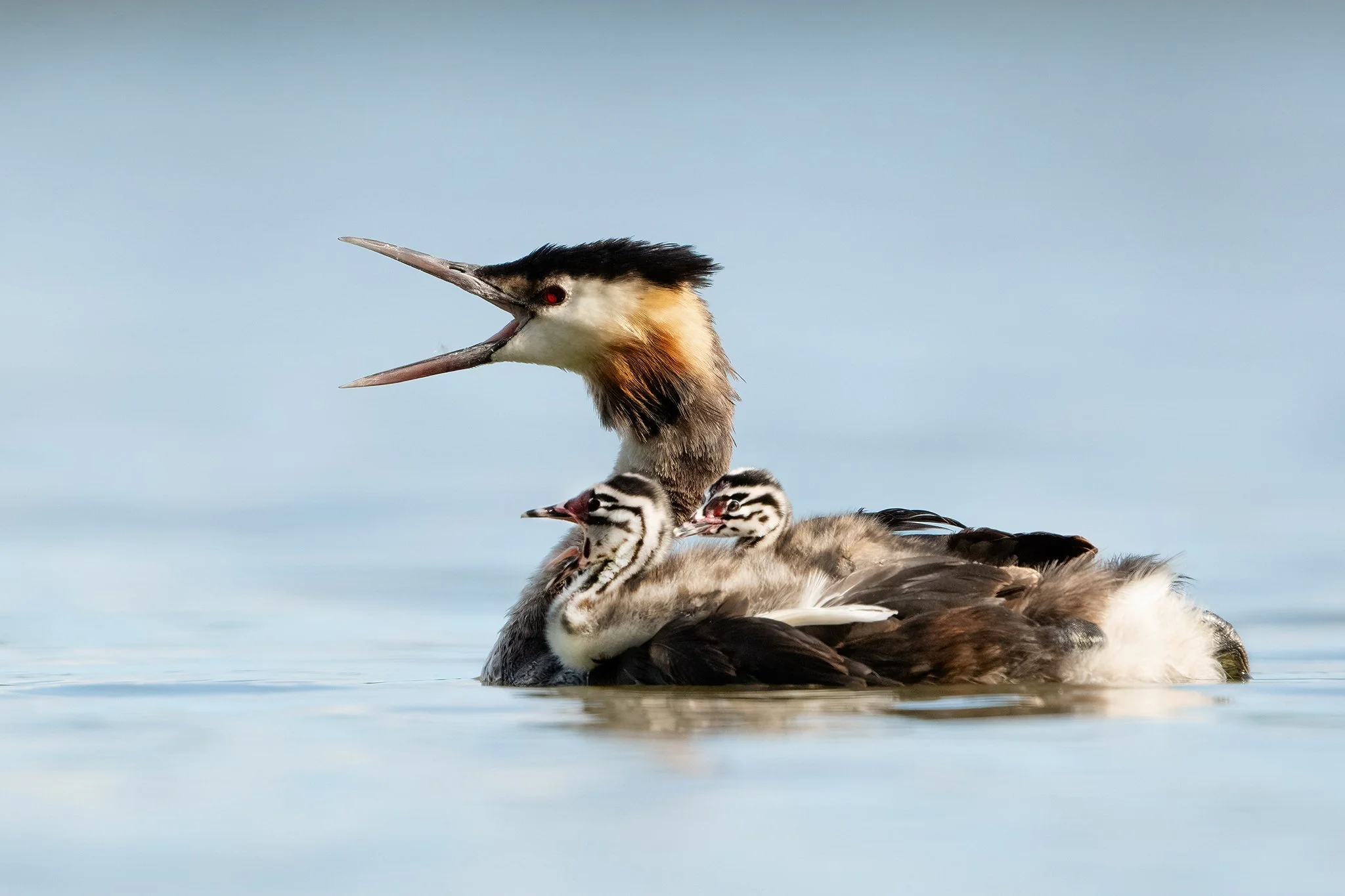 Grebe18.jpg