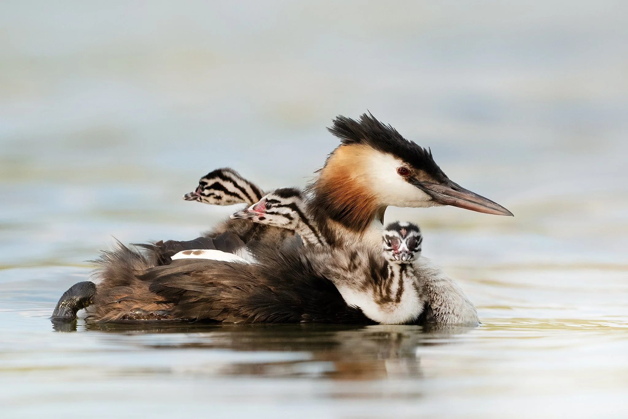 Grebe20.jpg