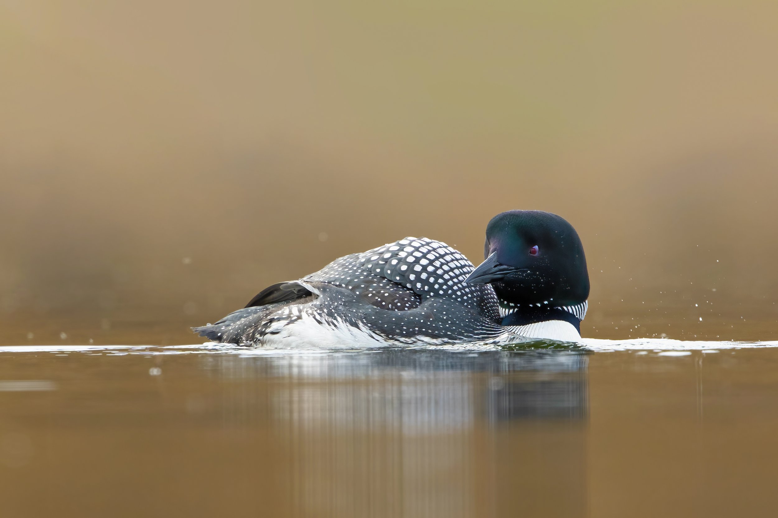 Loon5.jpg