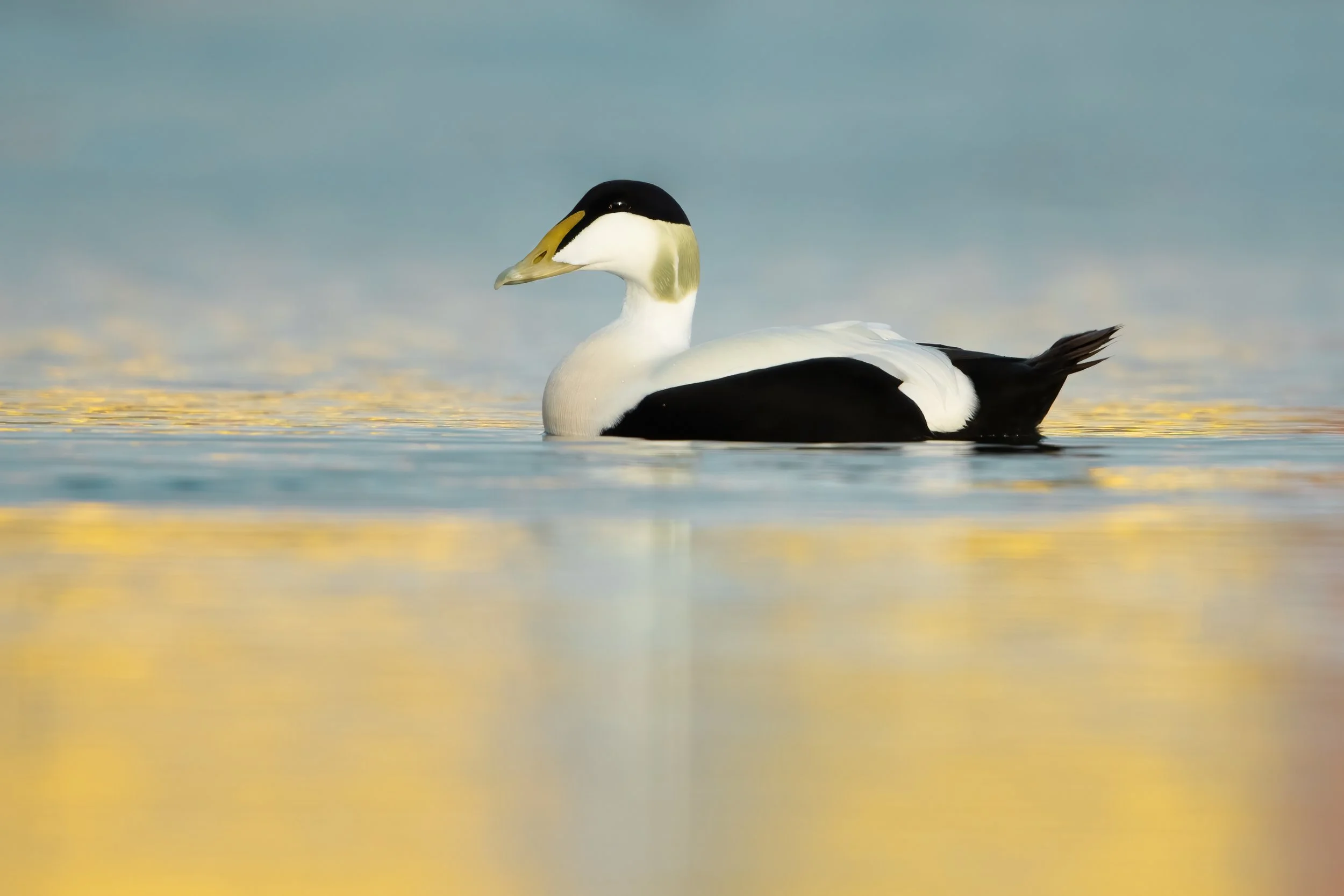 Eider Duck.jpg