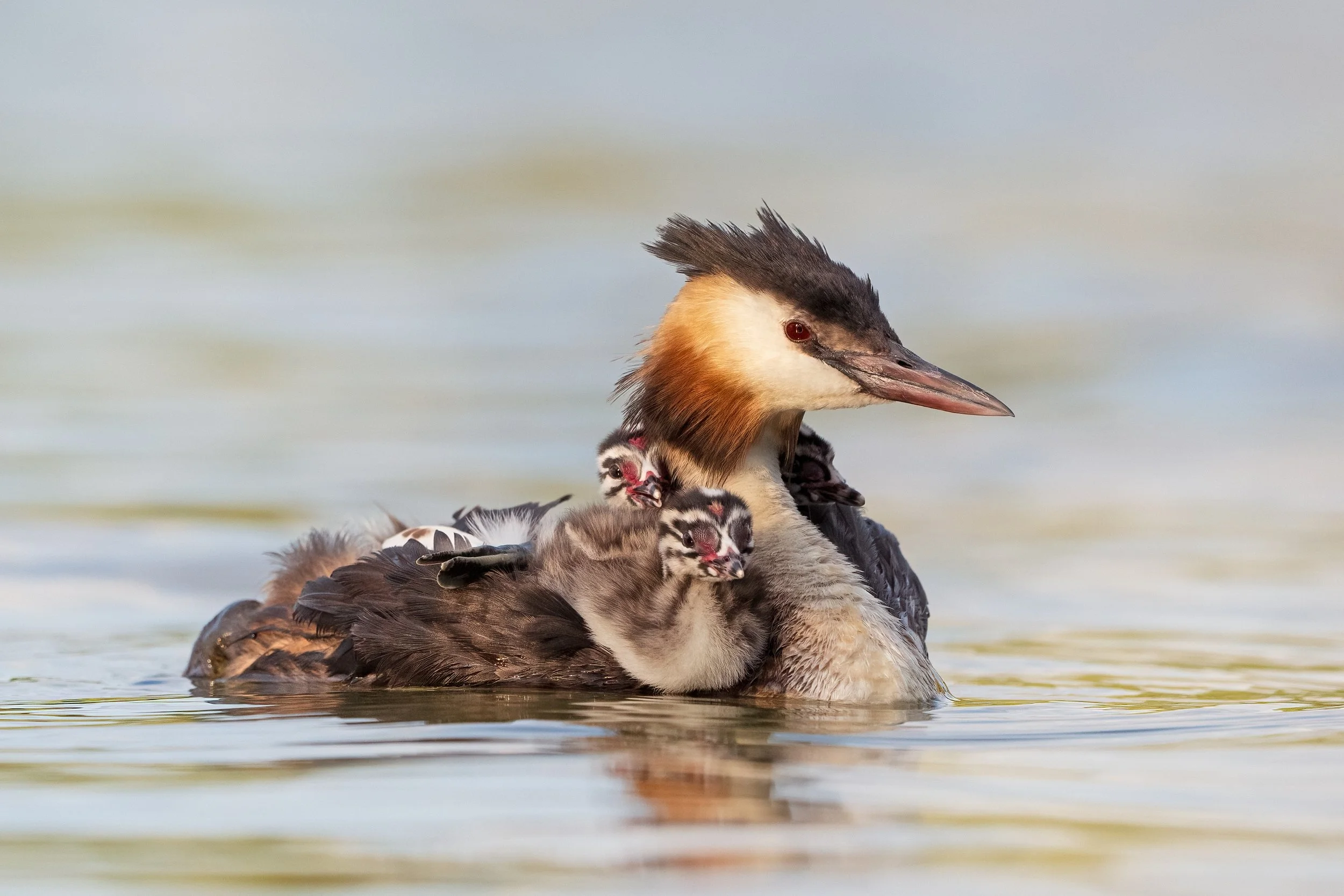 Grebe29.jpg
