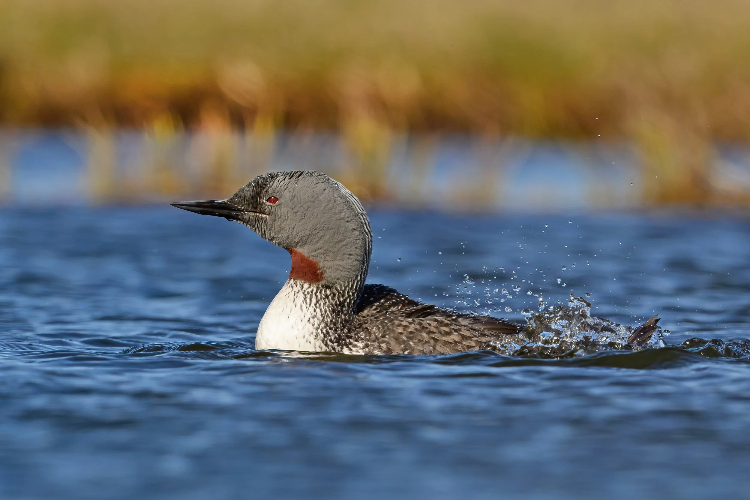 Red-throated Diver4.jpg